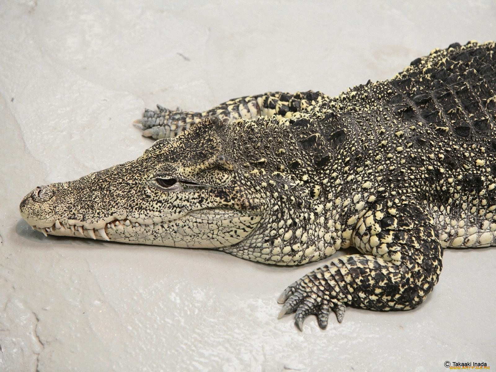 животные, крокодилы