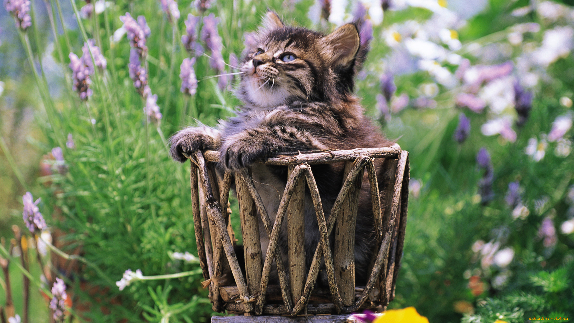 животные, коты