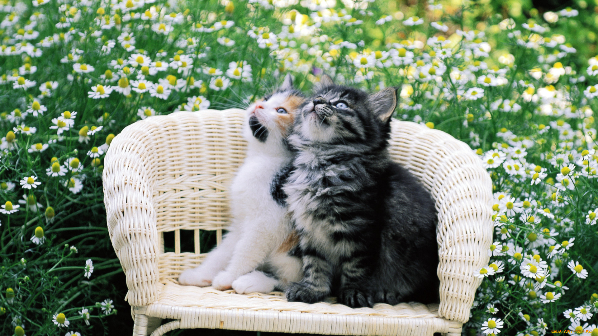 животные, коты