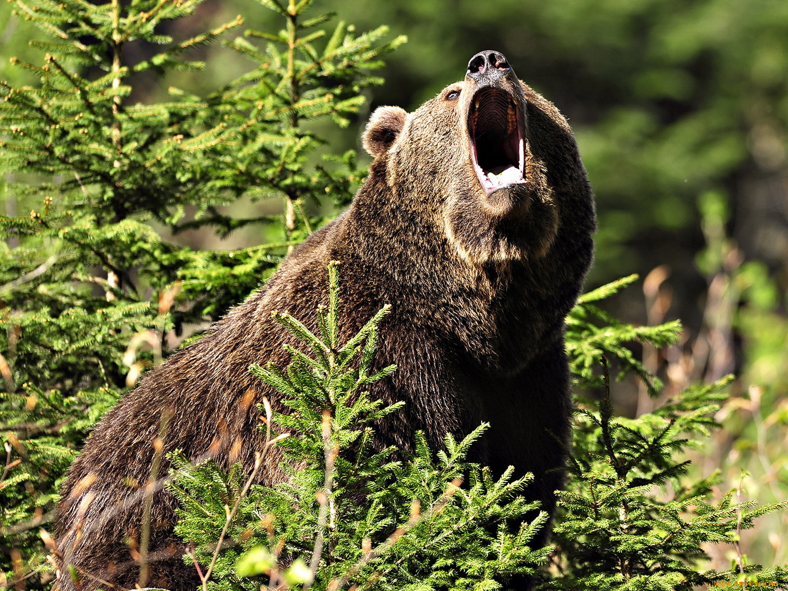 животные, медведи