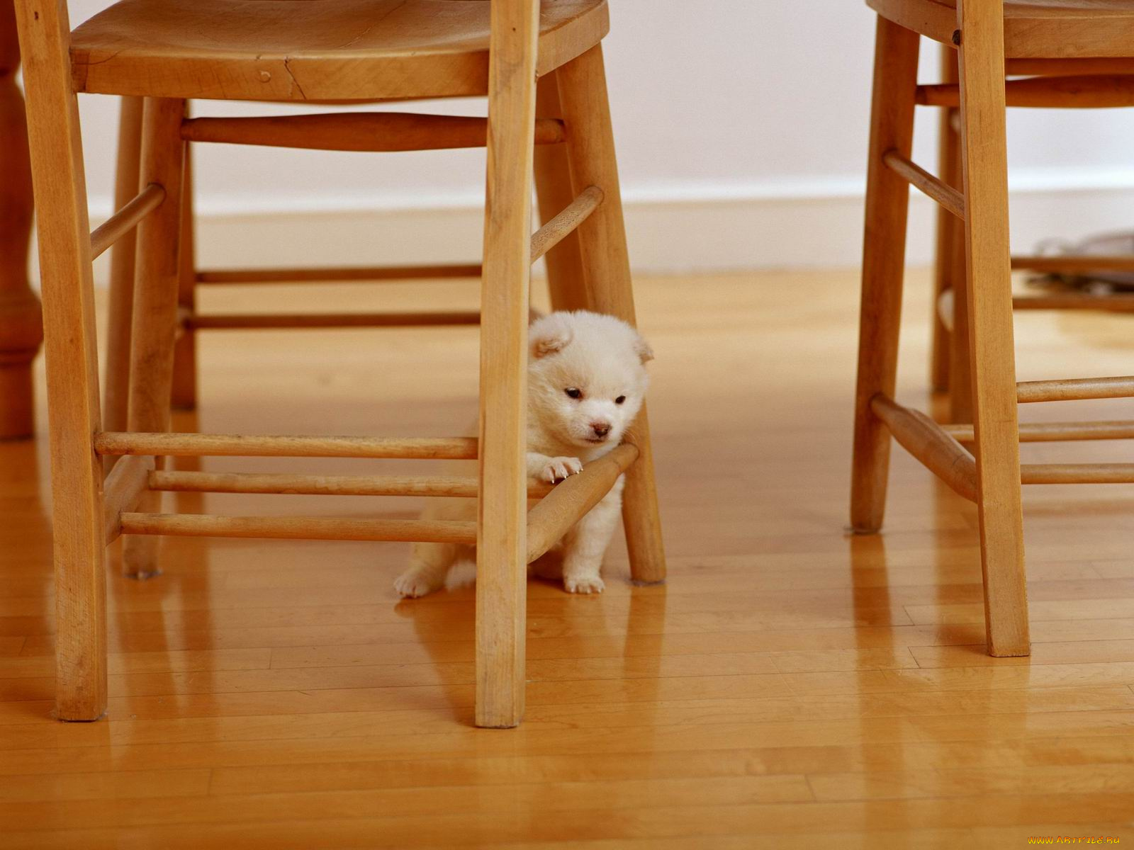 животные, собаки