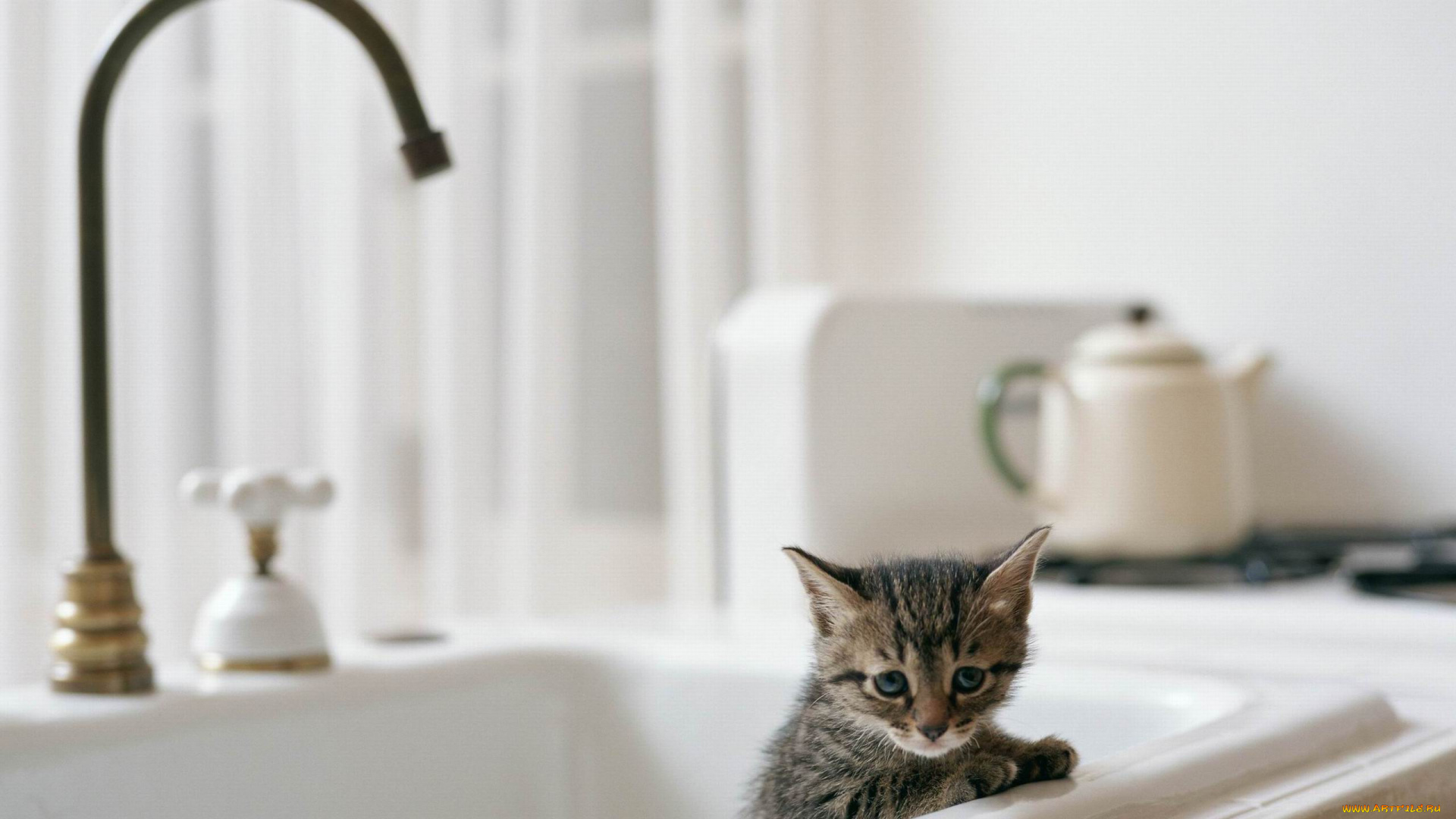 животные, коты