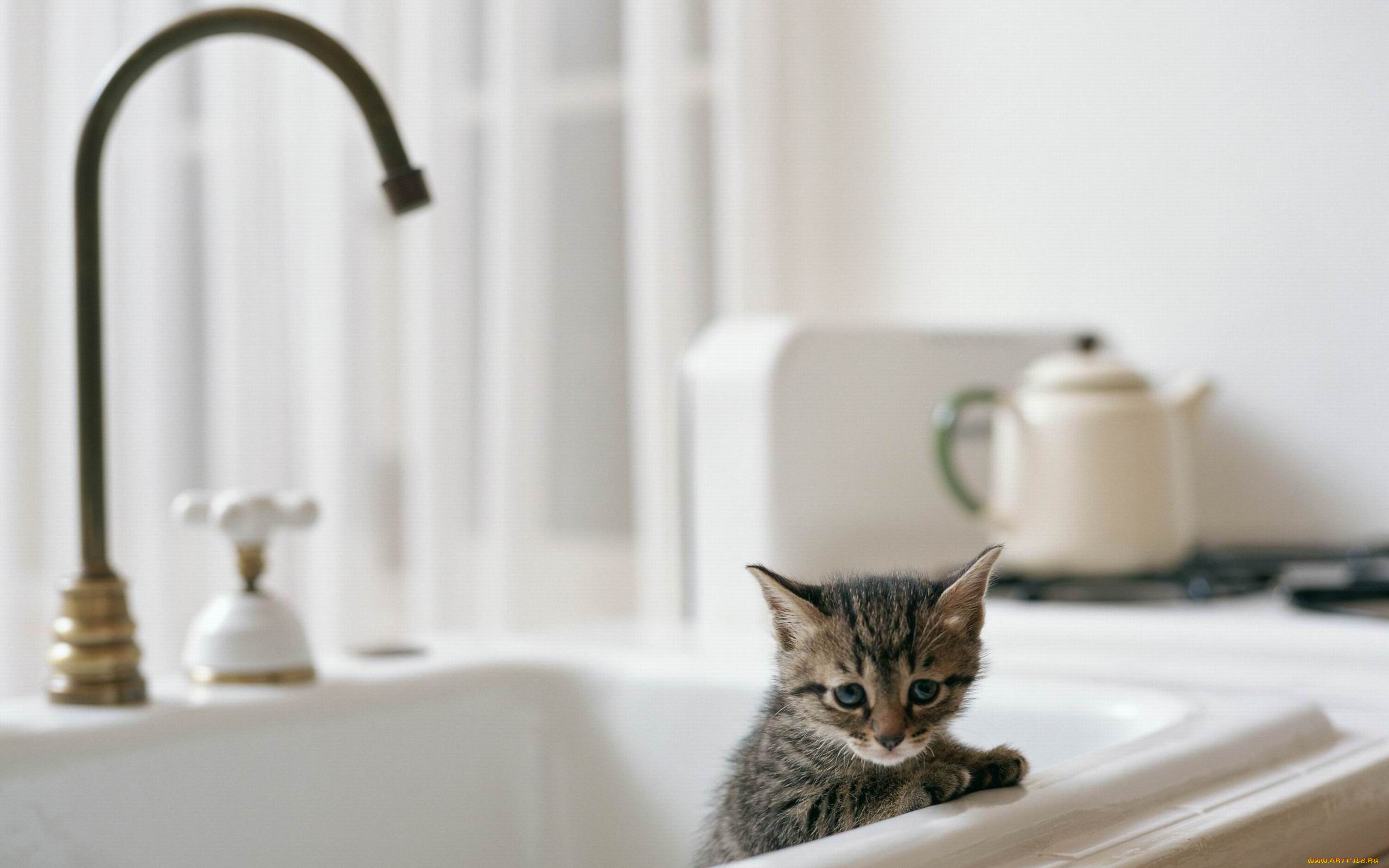 животные, коты