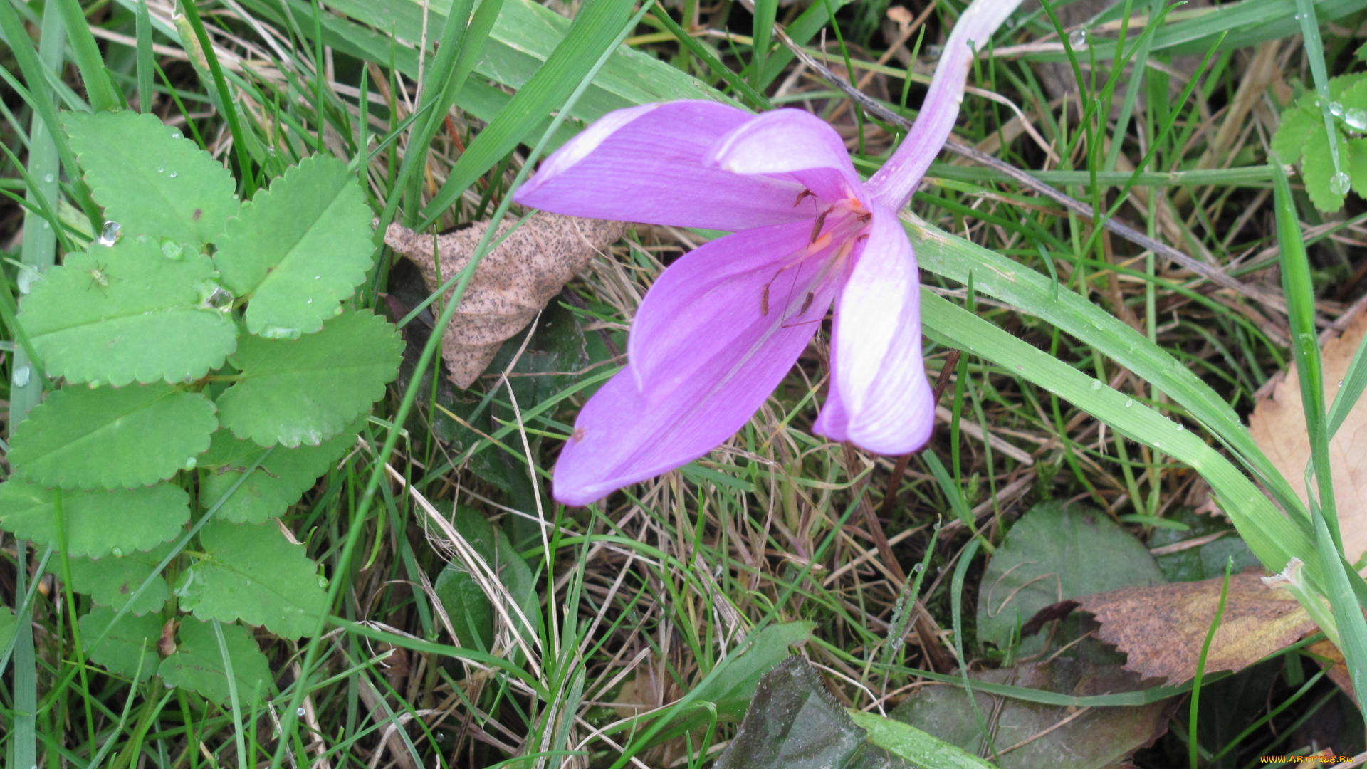 безвременник, цветы, крокусы, трава, листья, цветок