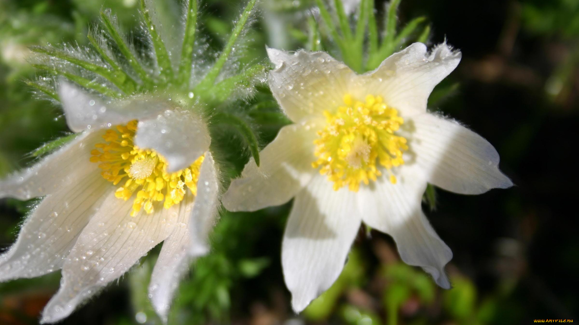 цветы, анемоны, адонисы, роса, капли