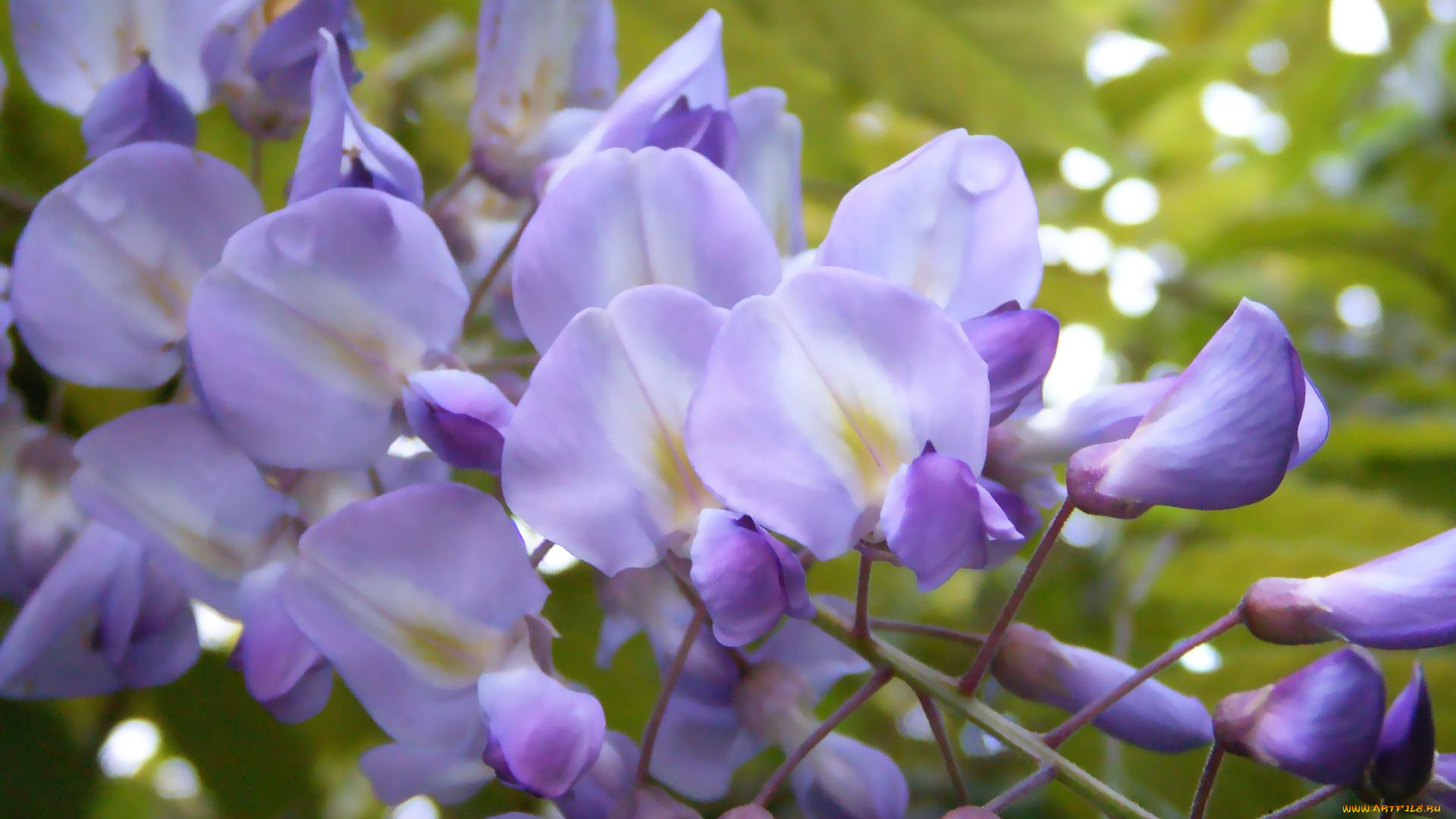 цветы, глициния, сиреневый