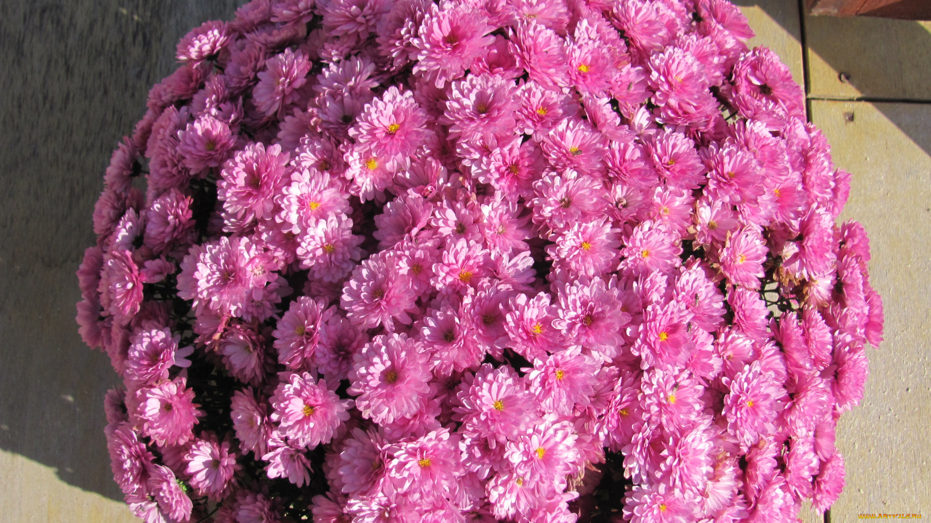 цветы, хризантемы, шар, розовый, много