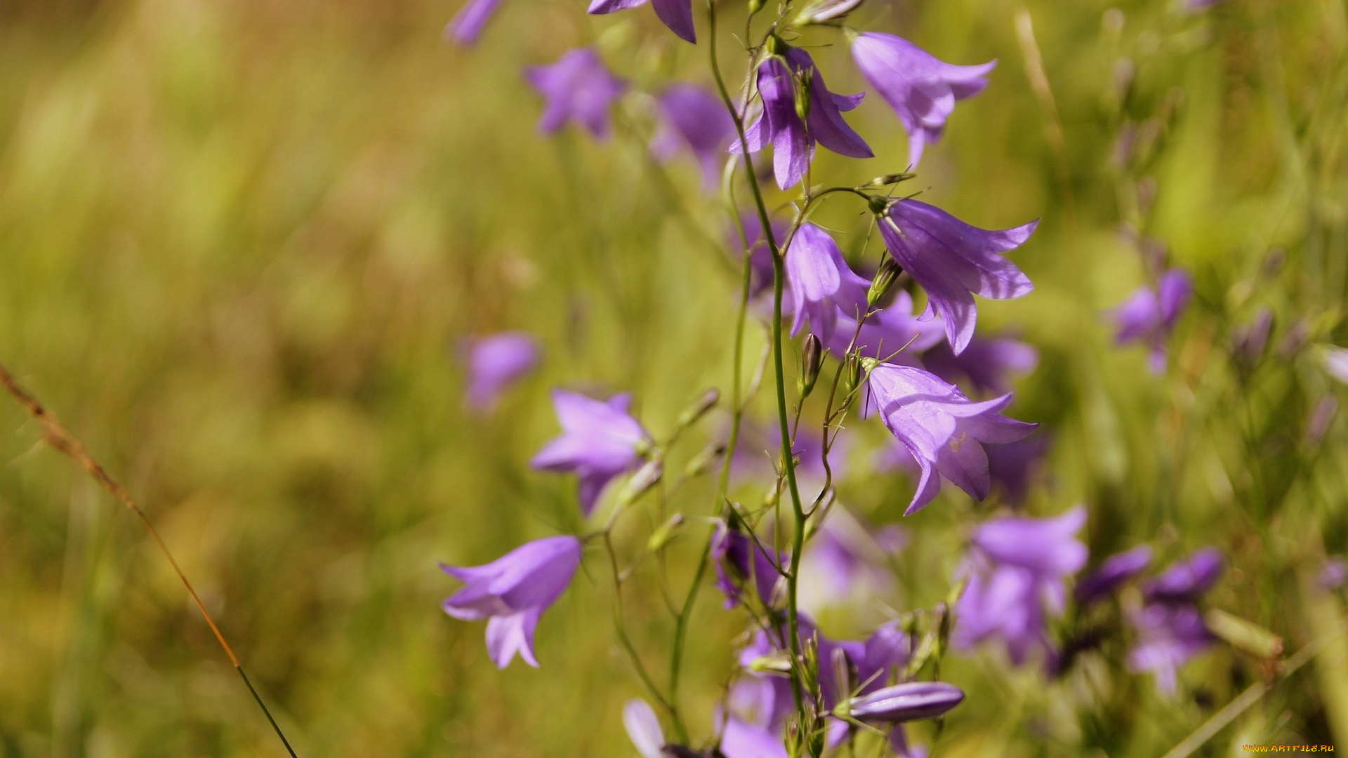 цветы, колокольчики, нежный, фиолетовый