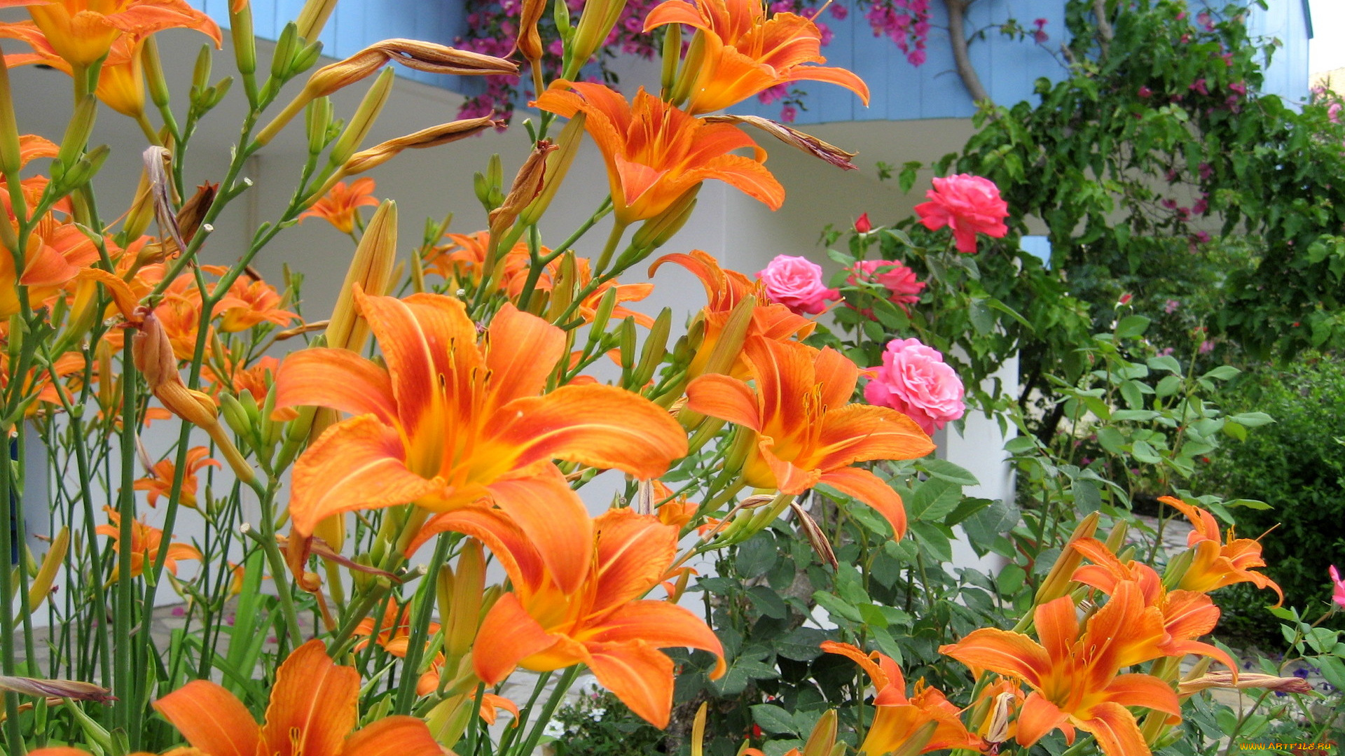 цветы, разные, вместе, оранжевый, розовый