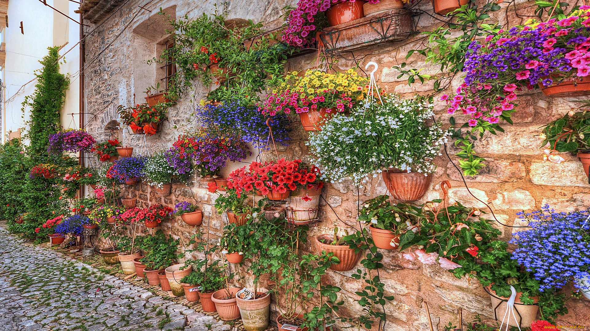 цветы, разные, вместе, петунии, горшки, стена