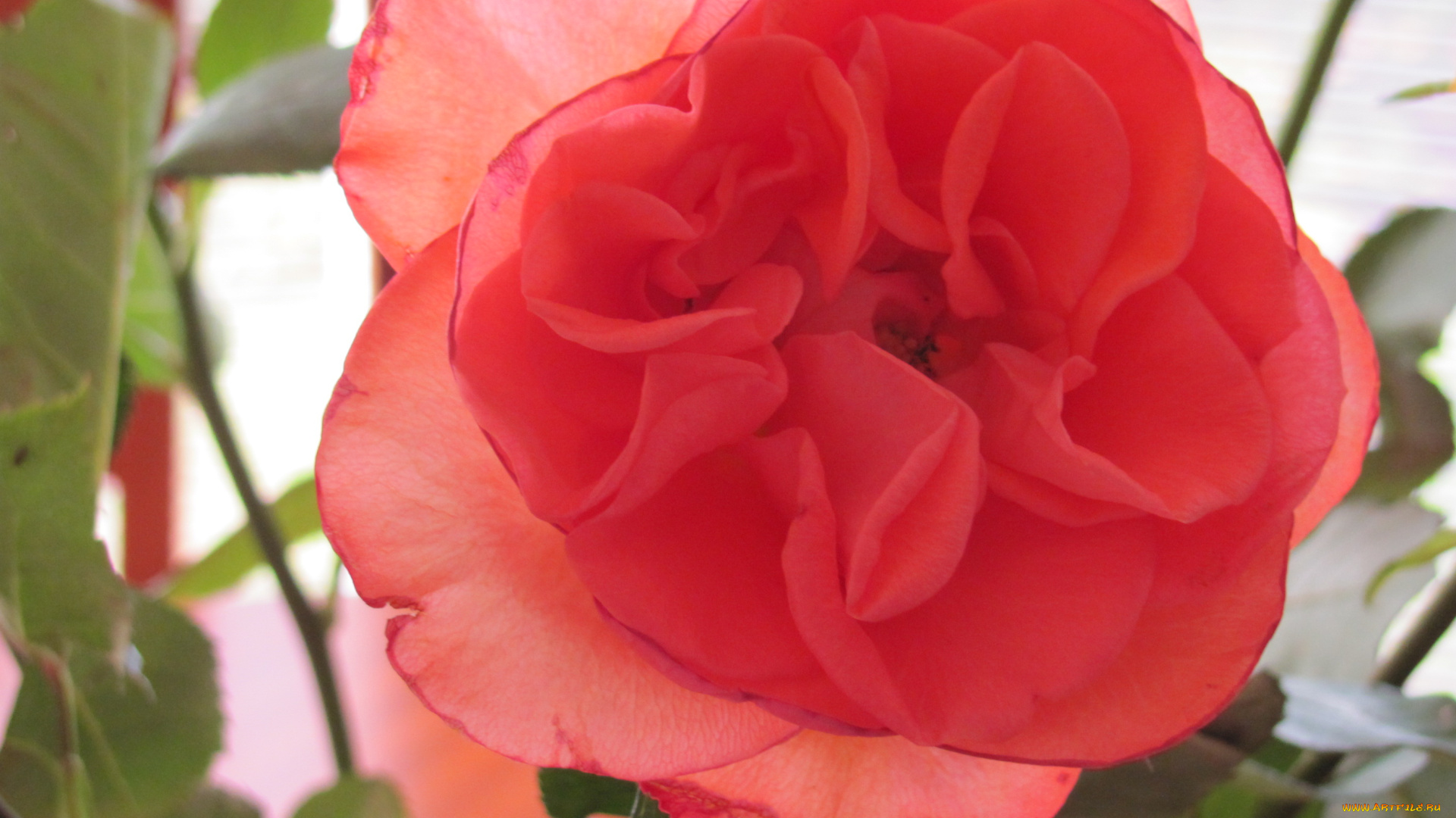 цветы, розы, алый, нежный