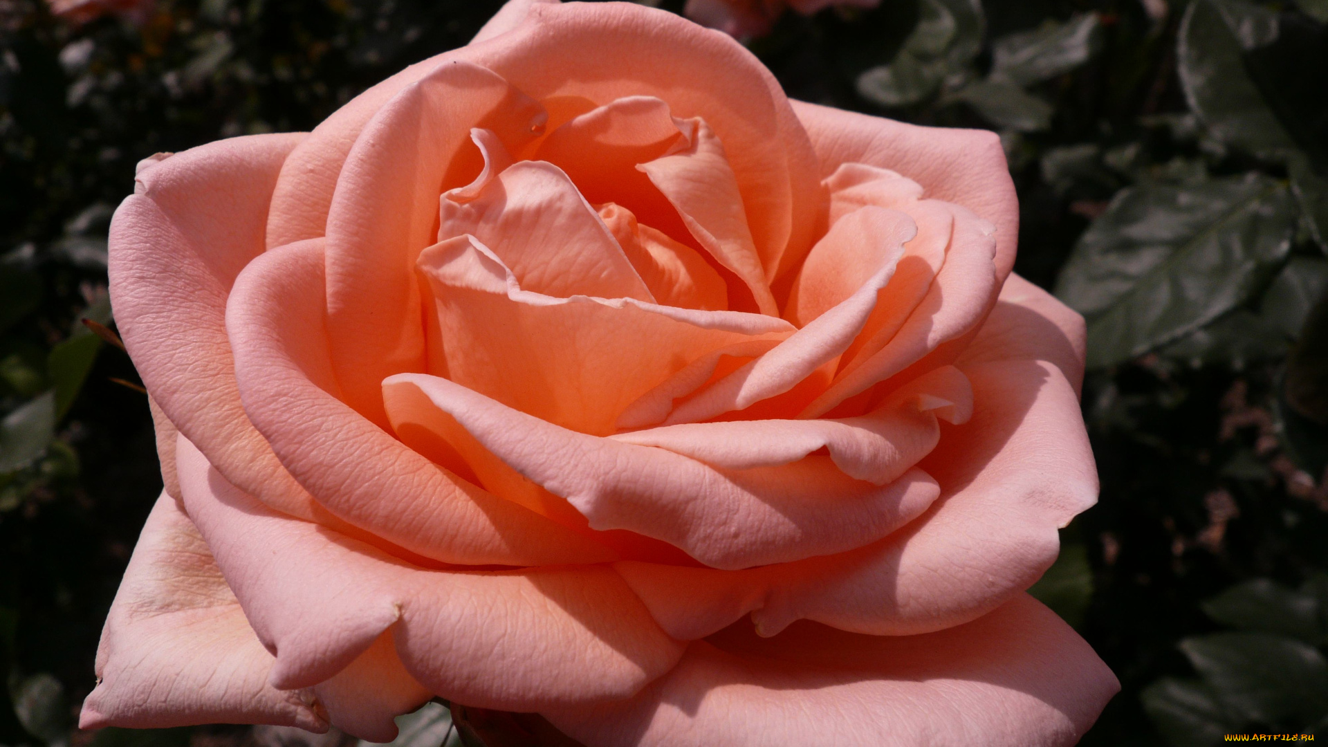 цветы, розы, rose