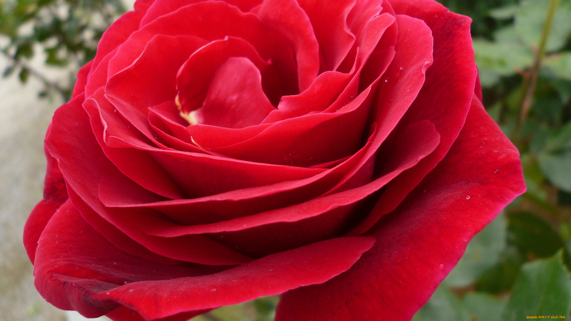 цветы, розы, rose