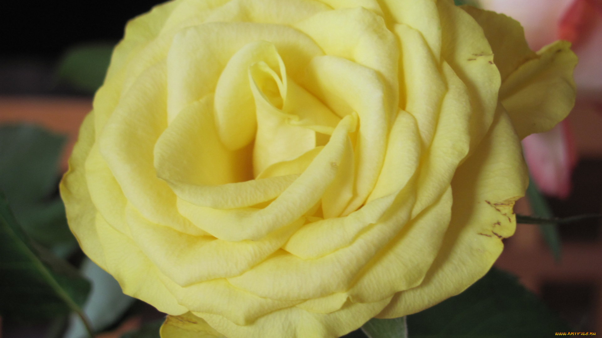 цветы, розы, желтый