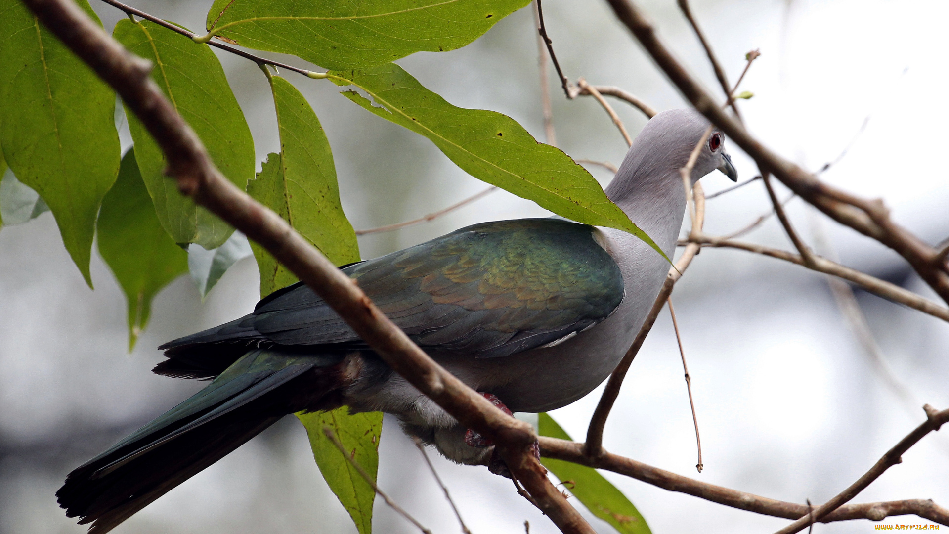 животные, голуби, листья, ветви, голубь, птица