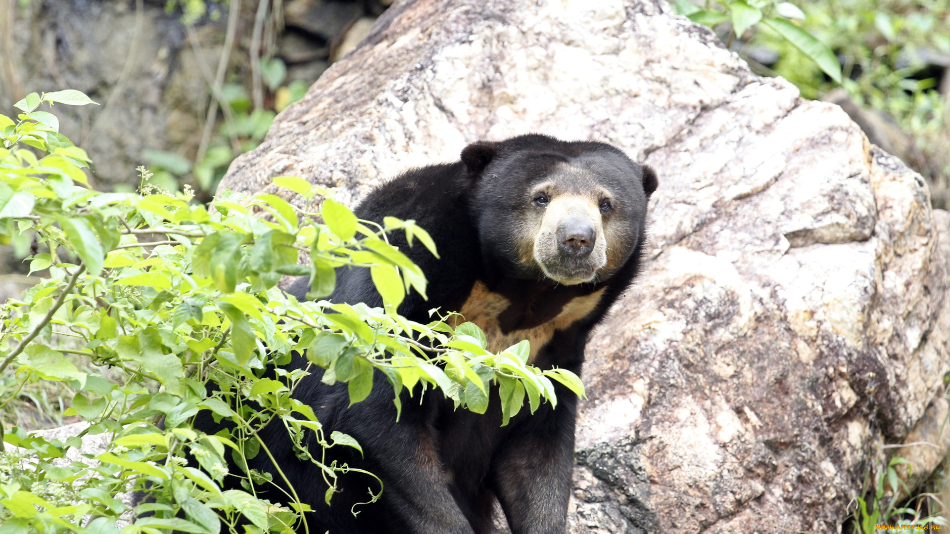животные, медведи, листья, камень, зверь