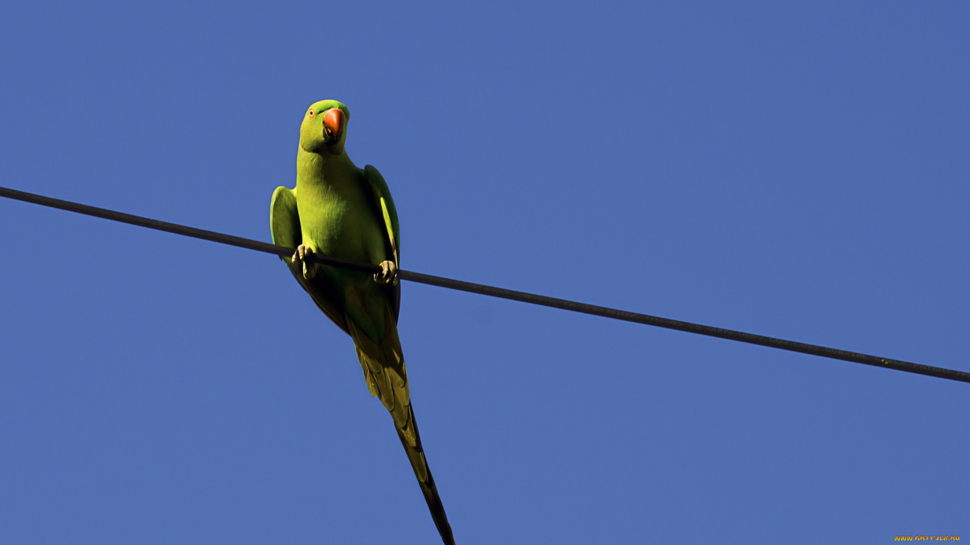 животные, попугаи, птица, попугай, провод, небо