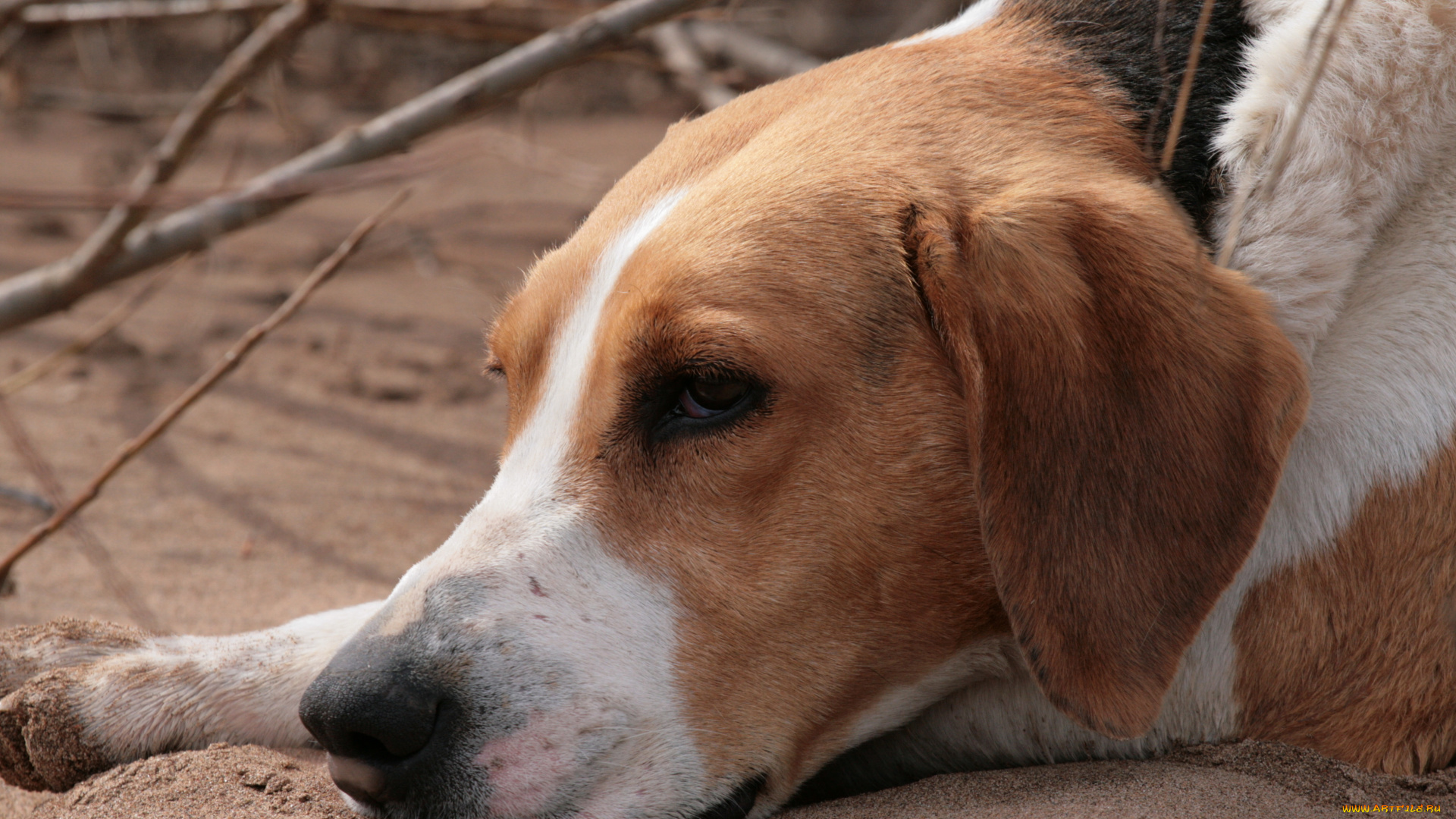 животные, собаки, голова, морда, пёс, отдых