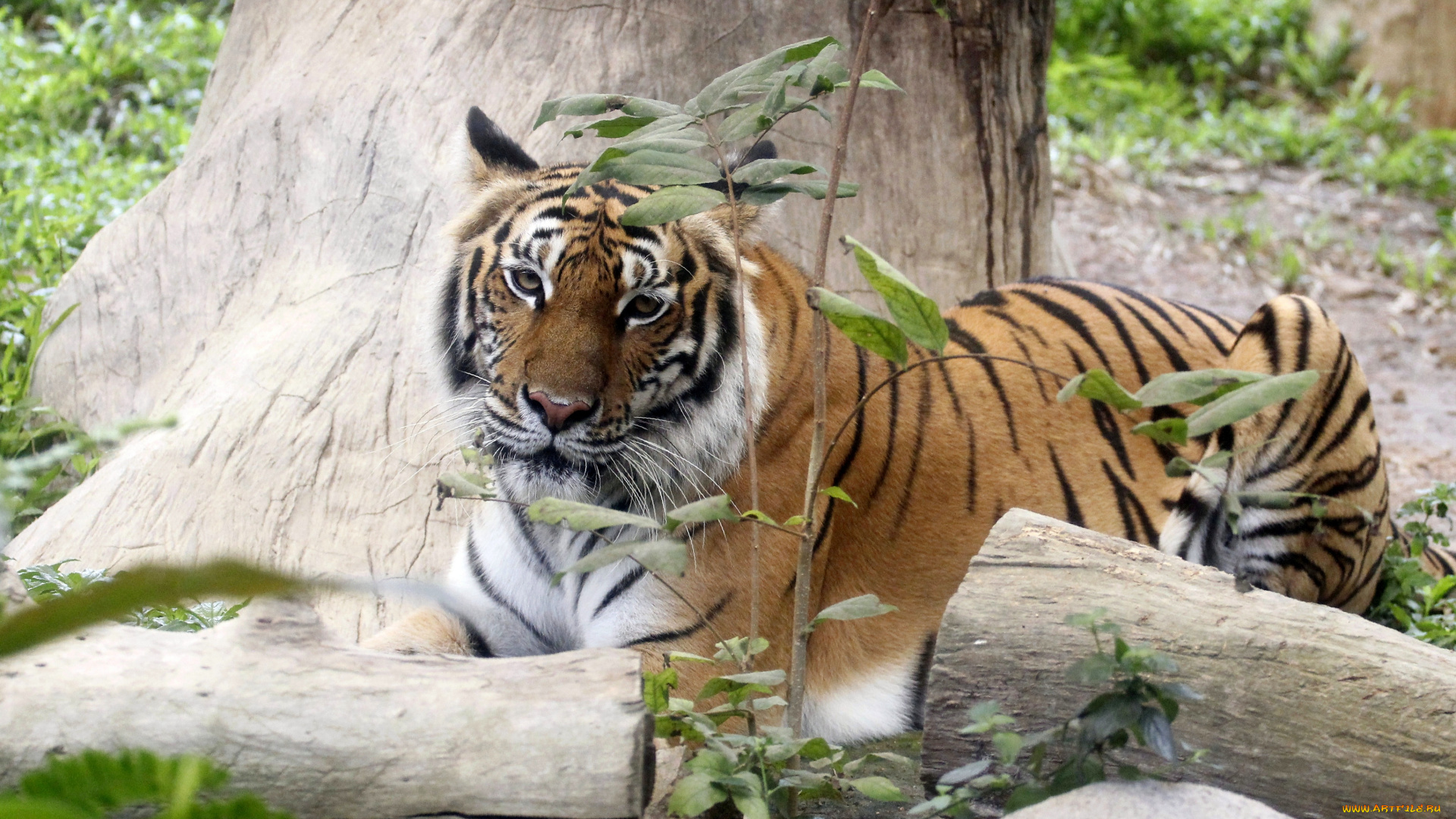 животные, тигры, бревно, хищник