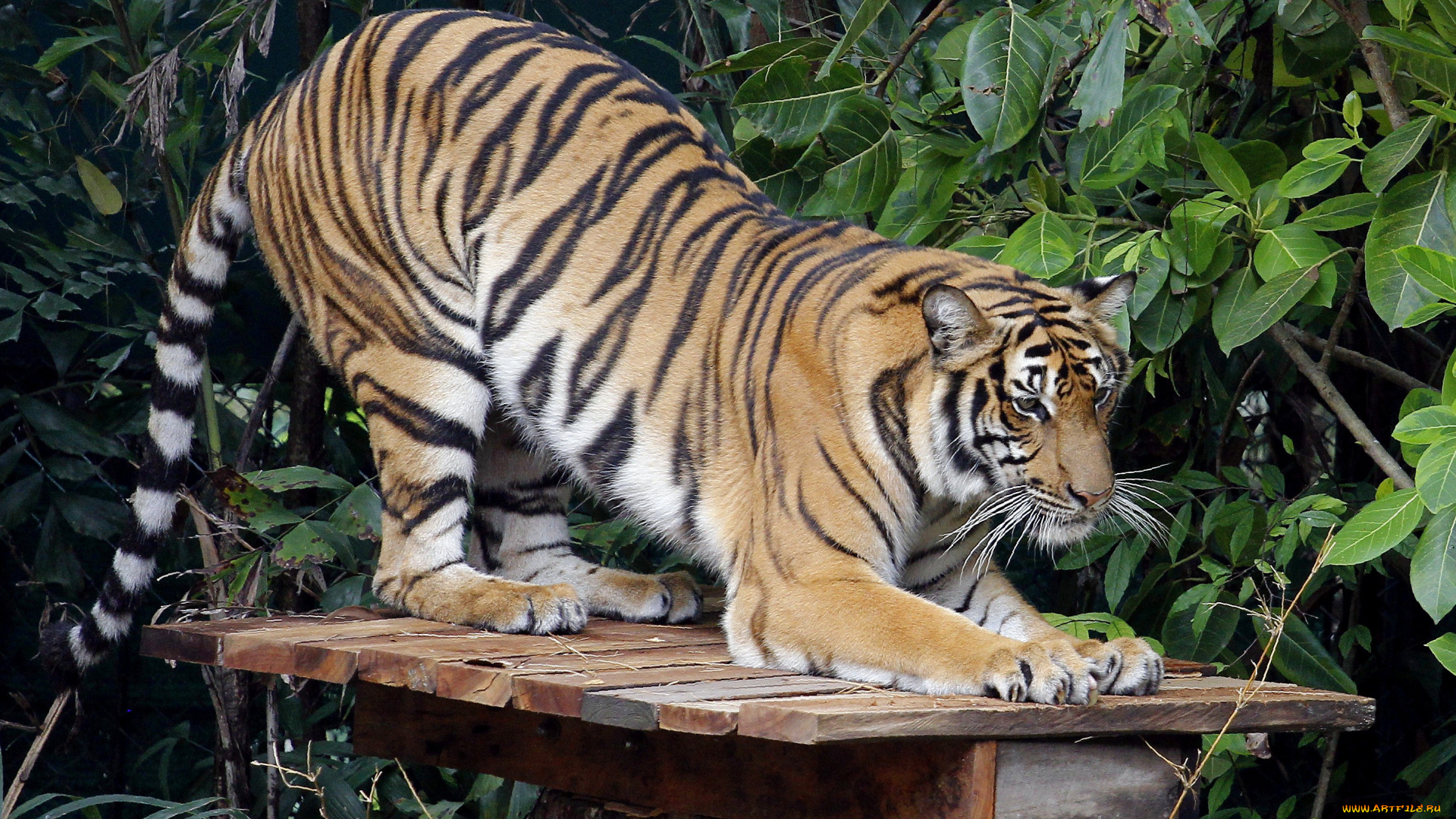 животные, тигры, листья, полосы, хищник