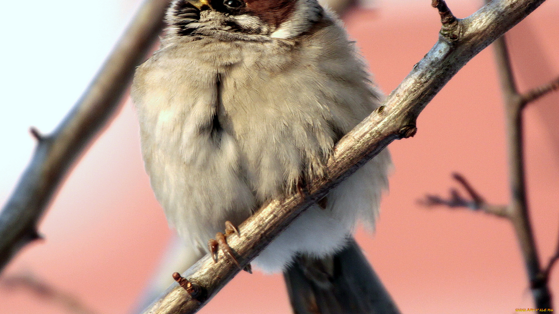 животные, воробьи, птица, ветка