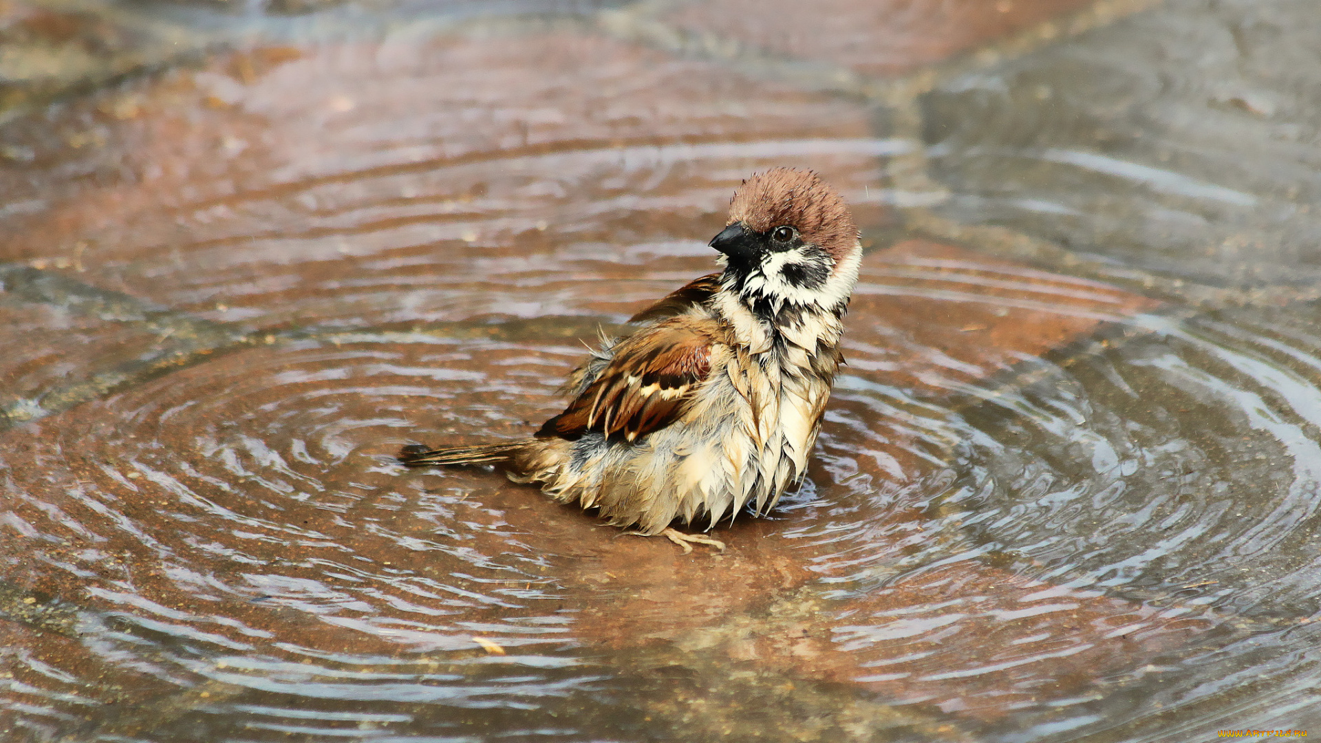 животные, воробьи, вода, купание