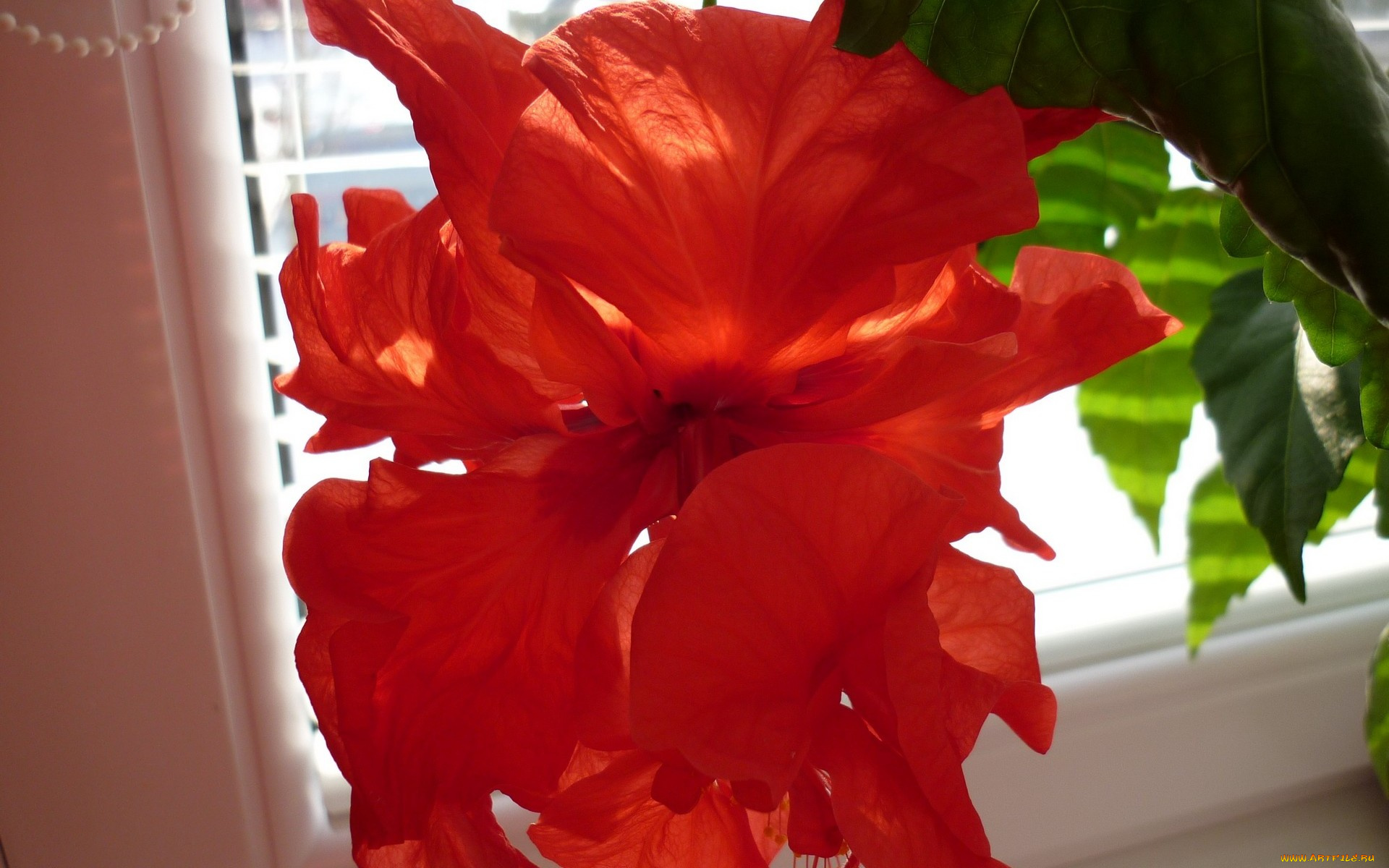 цветы, гибискусы, алый
