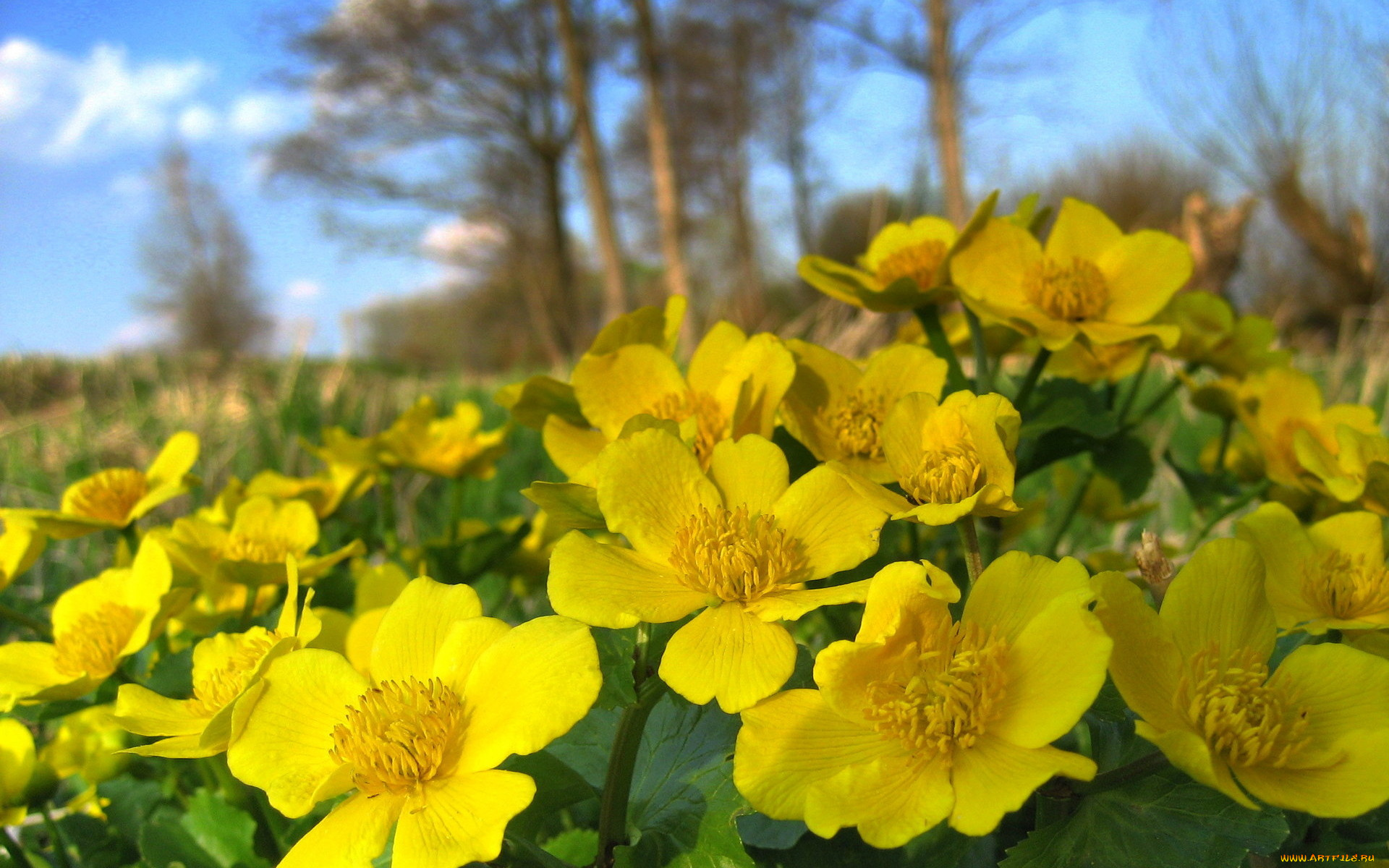 калужница, болотная, цветы, калужницы, лютики, желтый