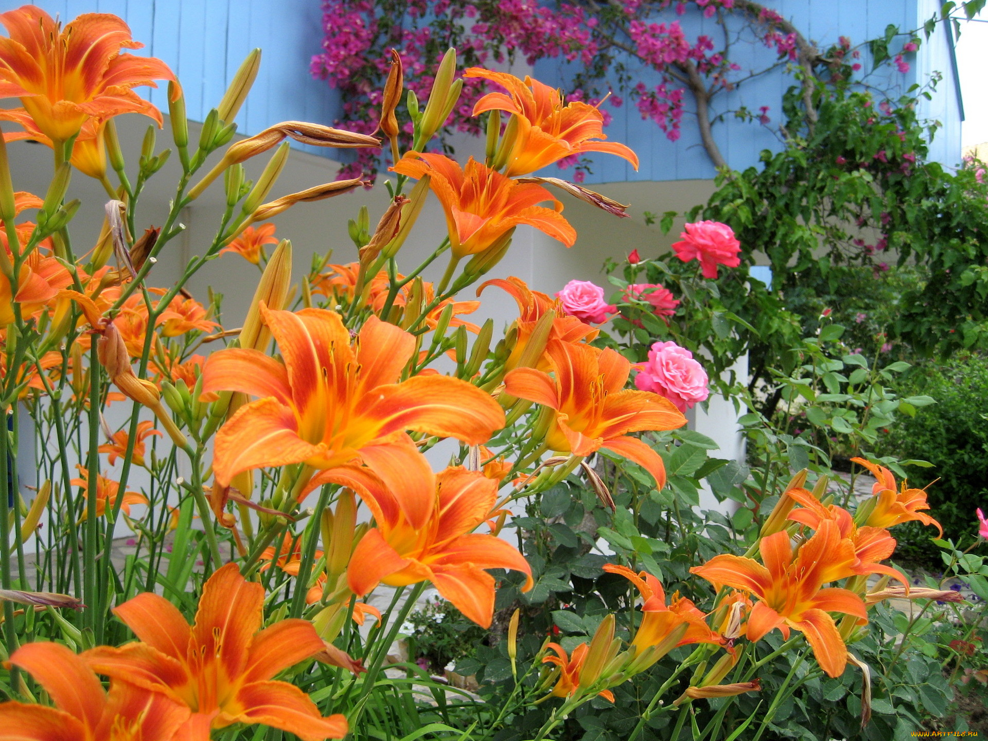цветы, разные, вместе, оранжевый, розовый