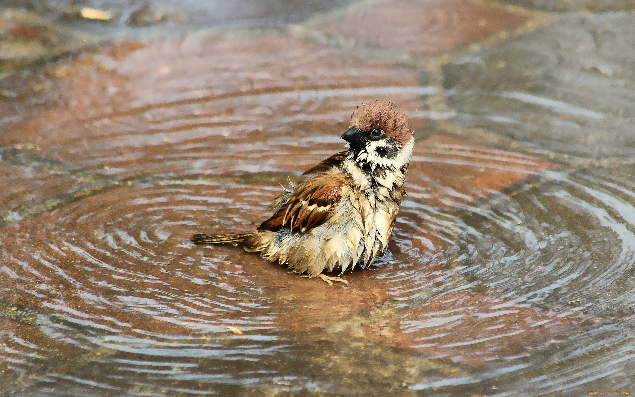 животные, воробьи, вода, купание