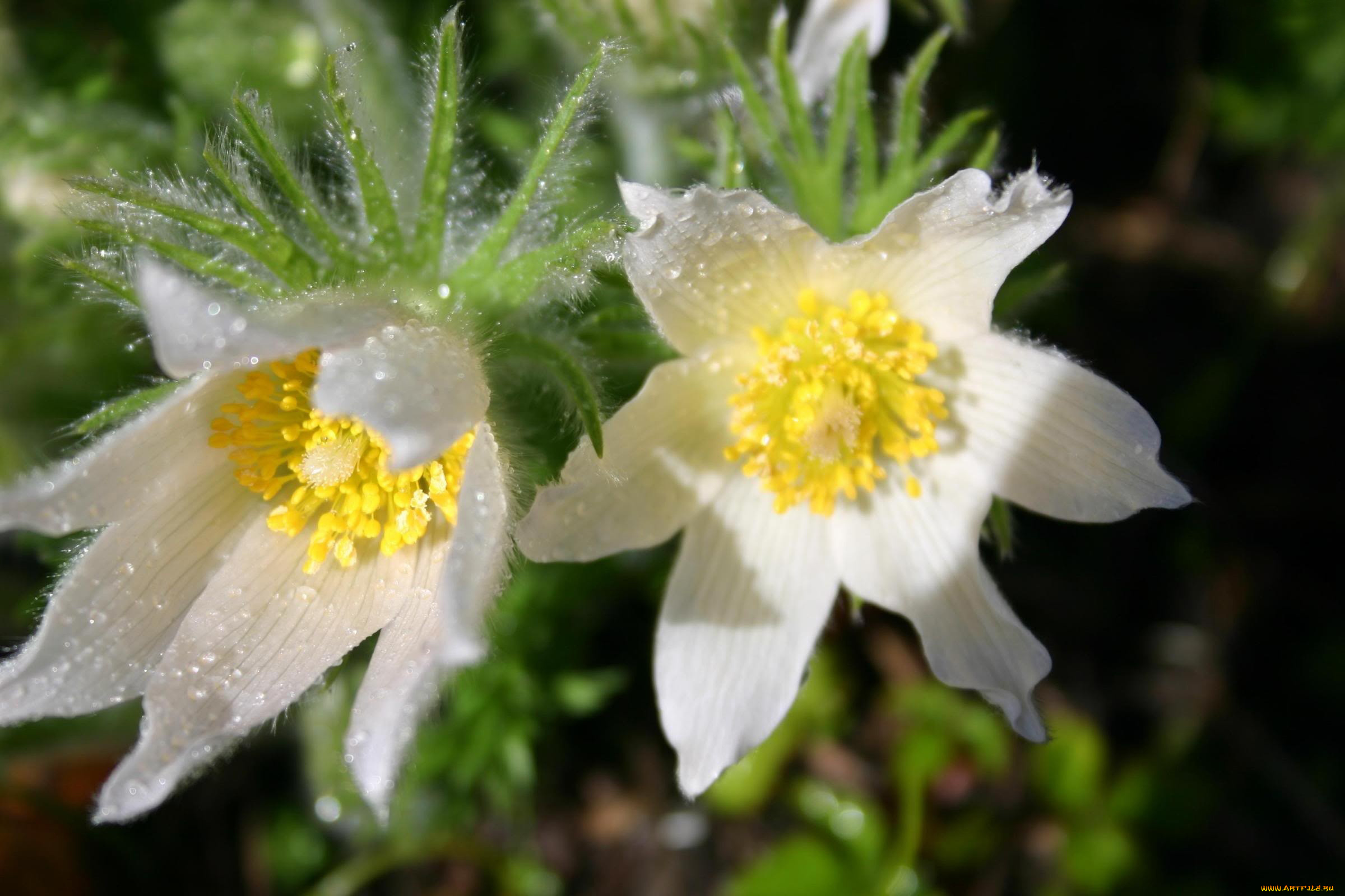 цветы, анемоны, адонисы, роса, капли