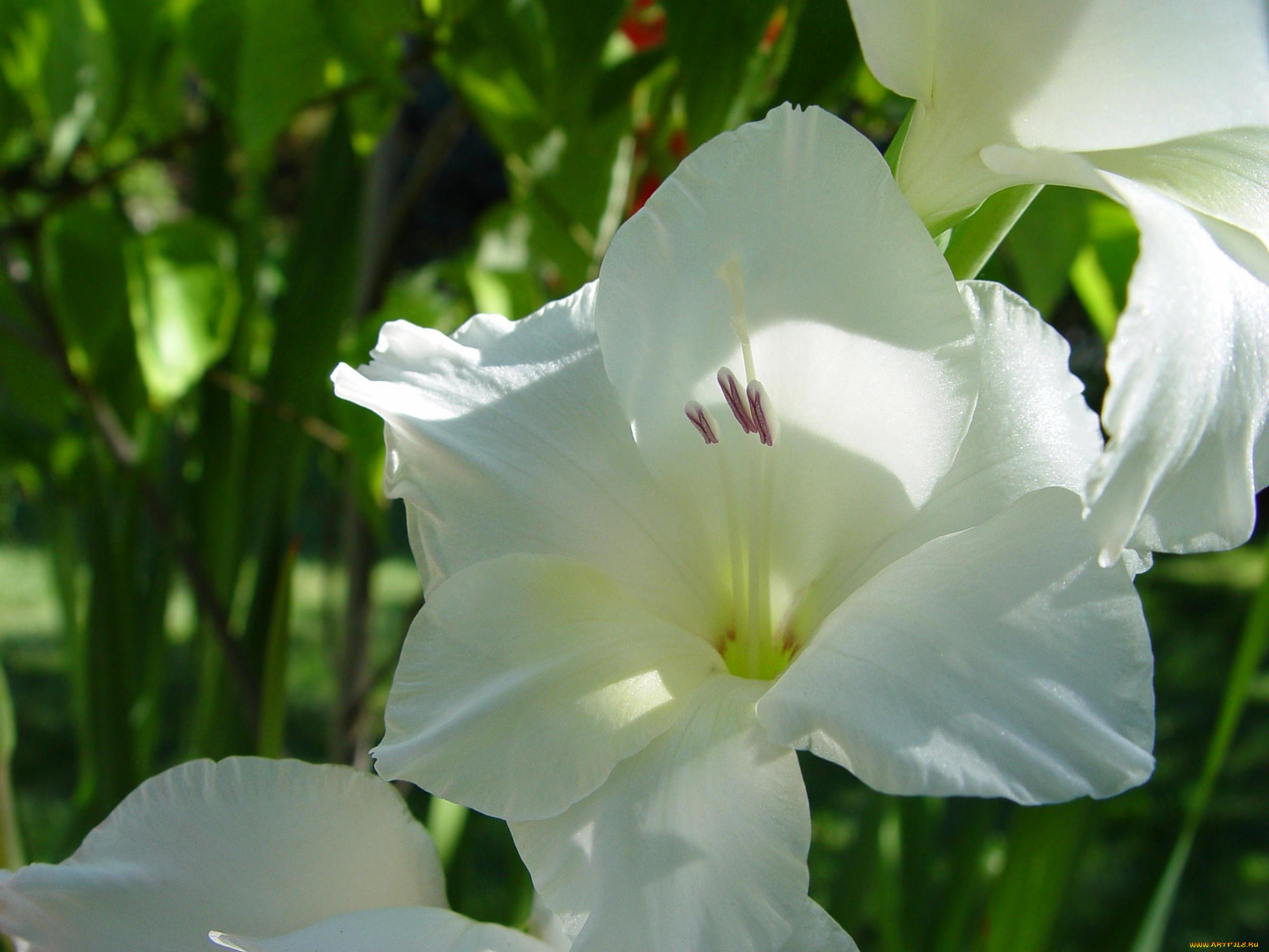 цветы, гладиолусы, белый