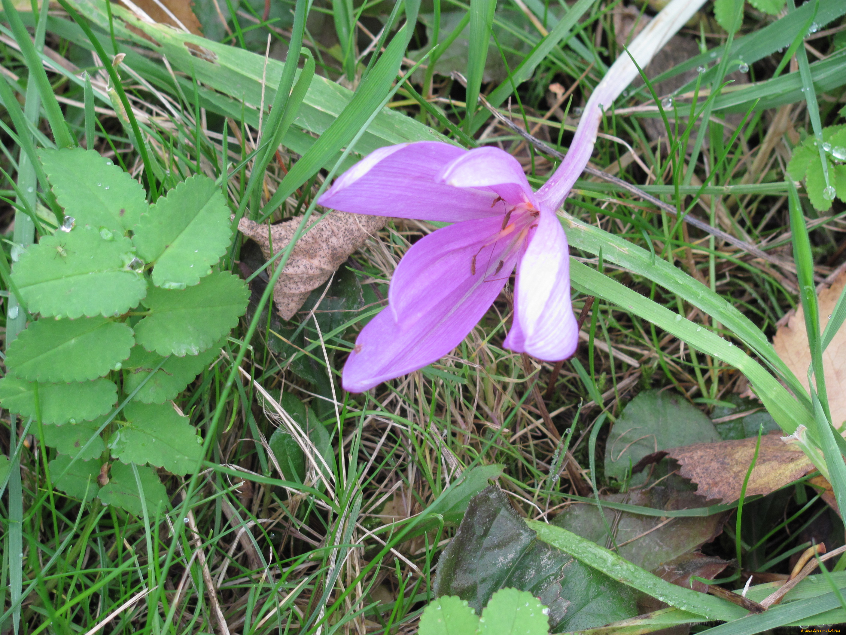 безвременник, цветы, крокусы, трава, листья, цветок