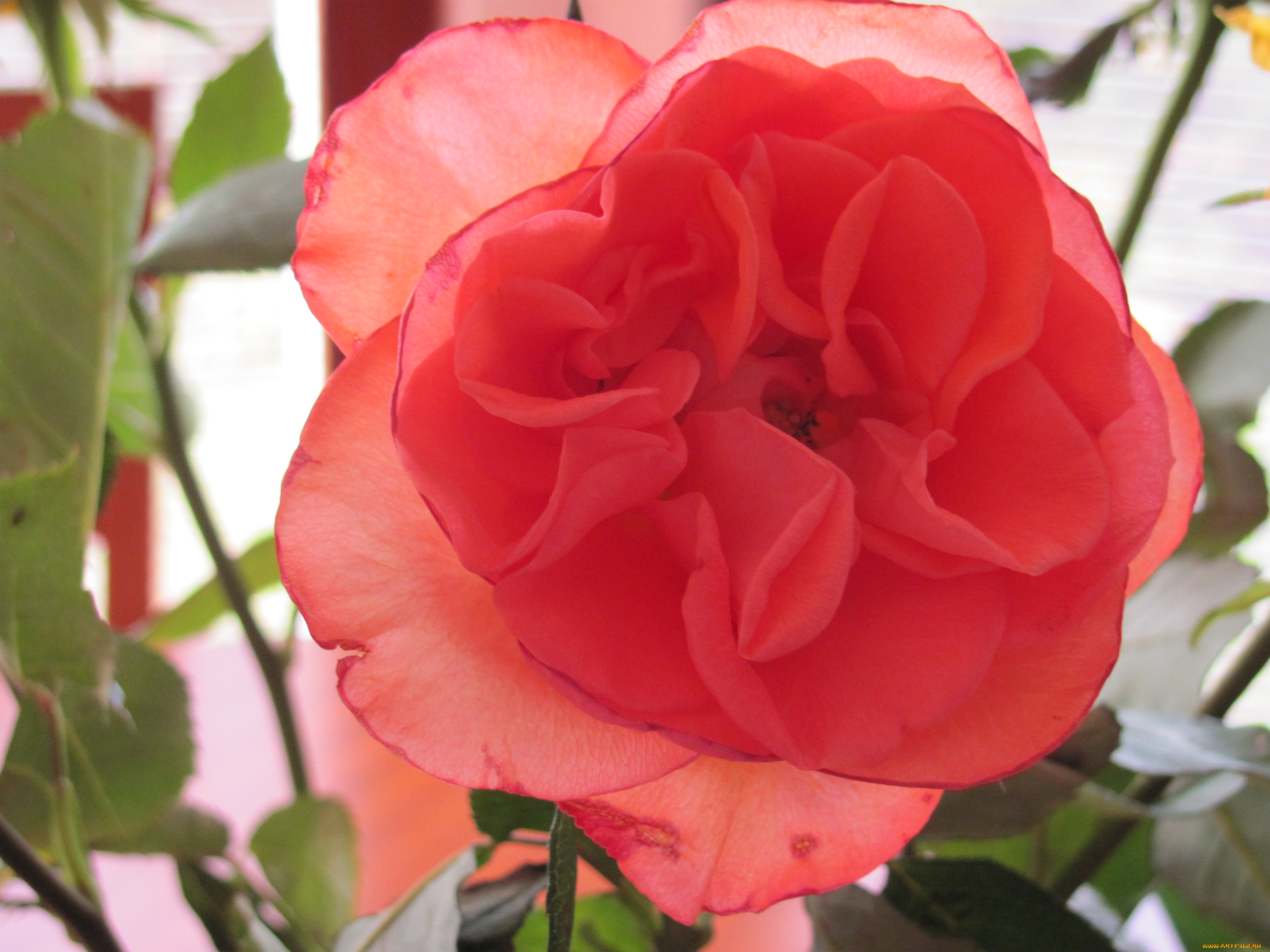 цветы, розы, алый, нежный