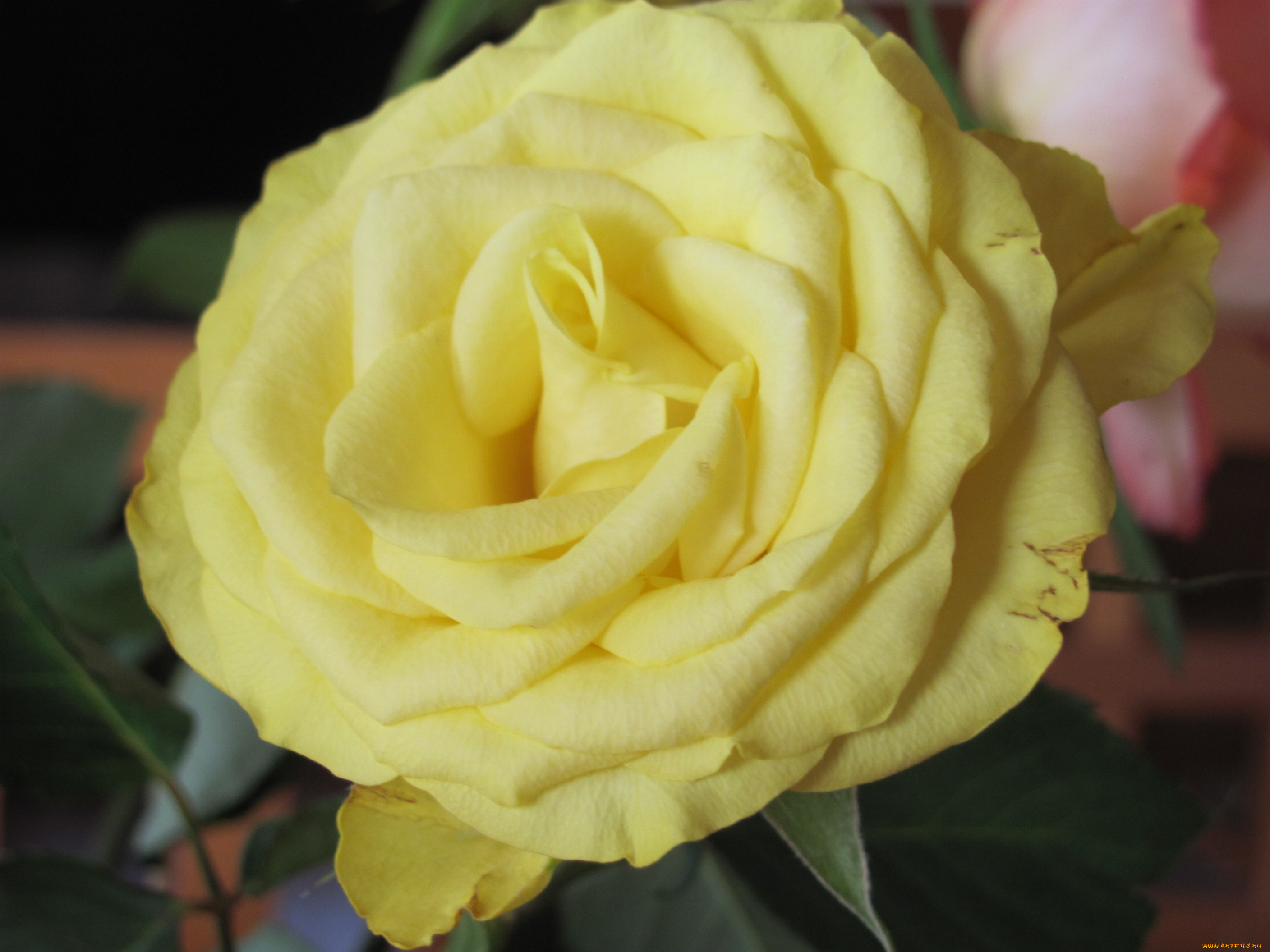 цветы, розы, желтый