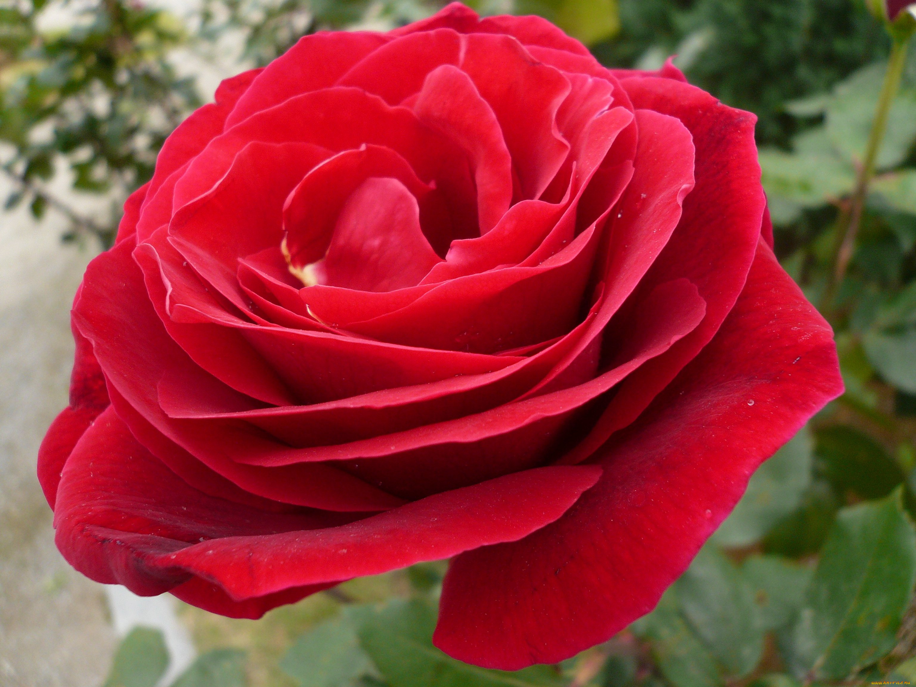 цветы, розы, rose