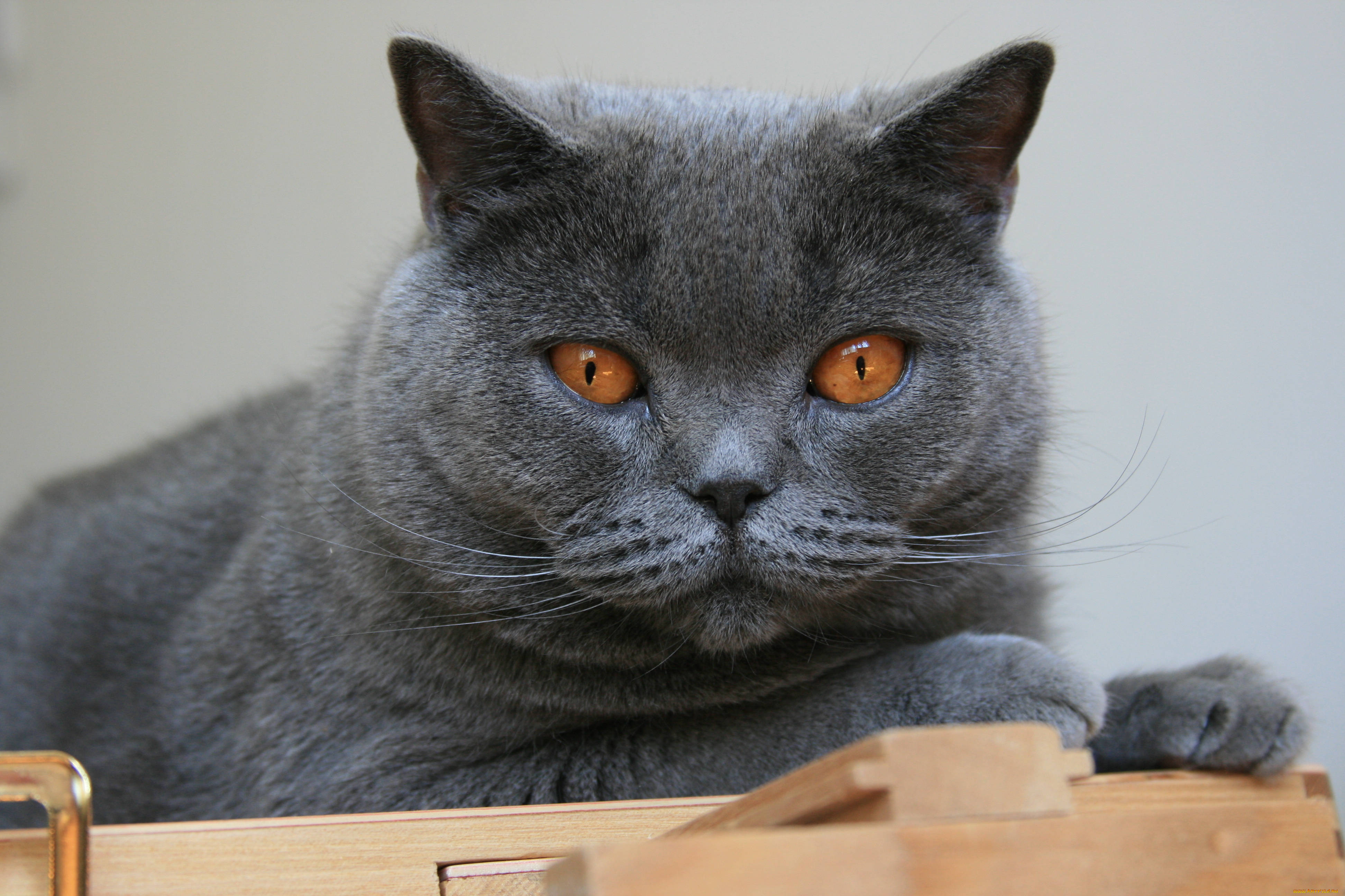 животные, коты, британец