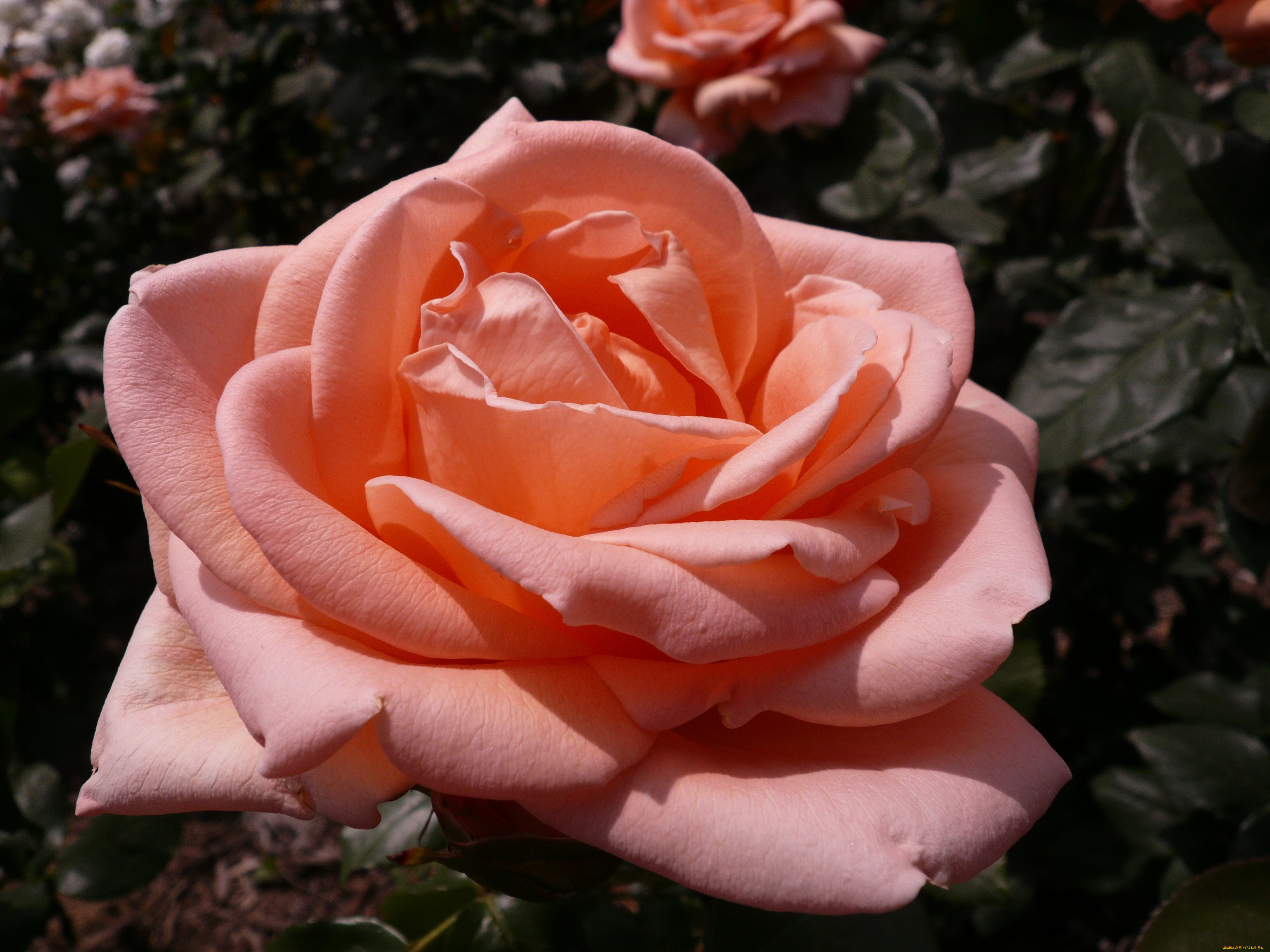 цветы, розы, rose