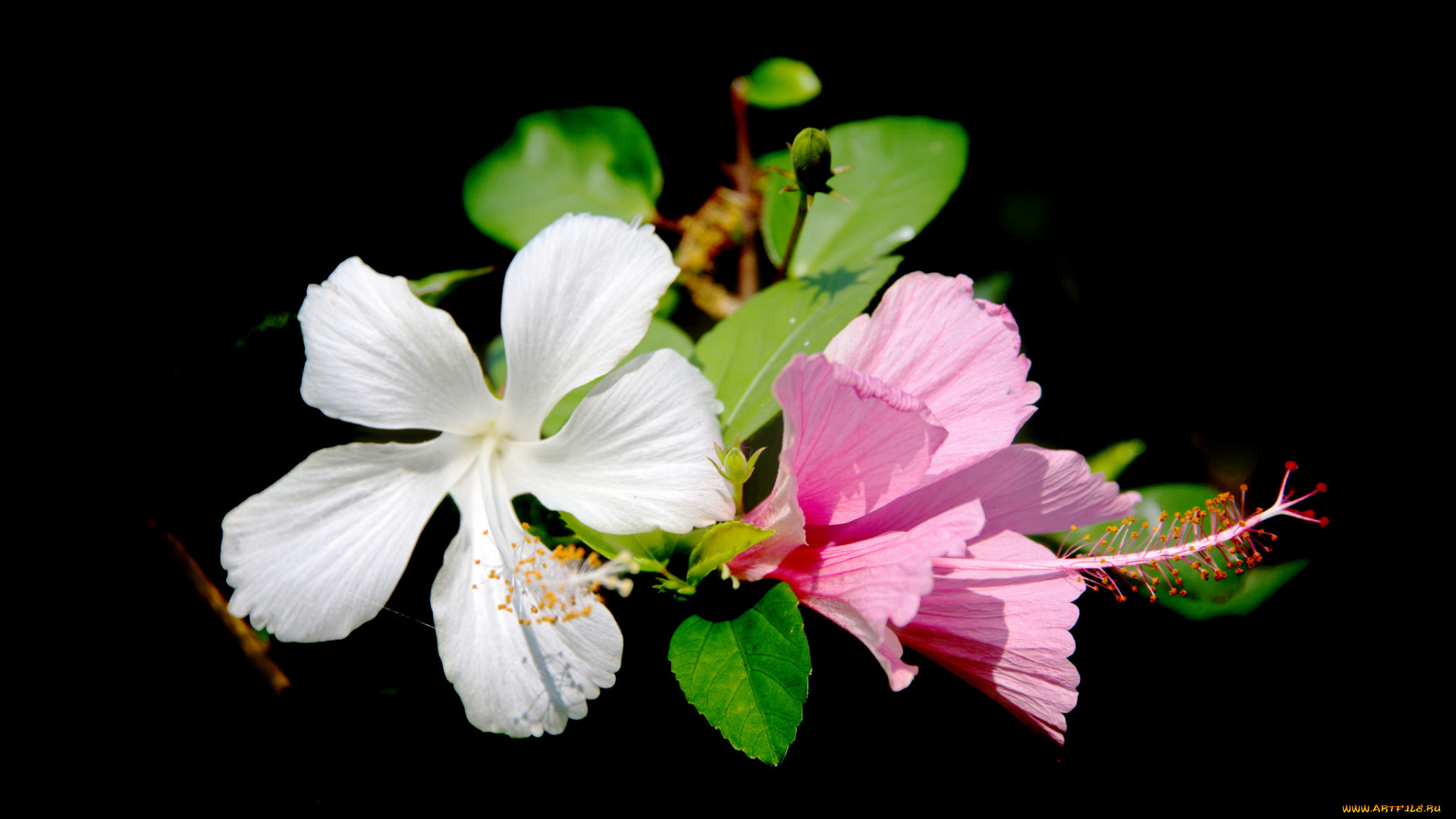 цветы, гибискусы, листья, лепестки, гибискус, фон