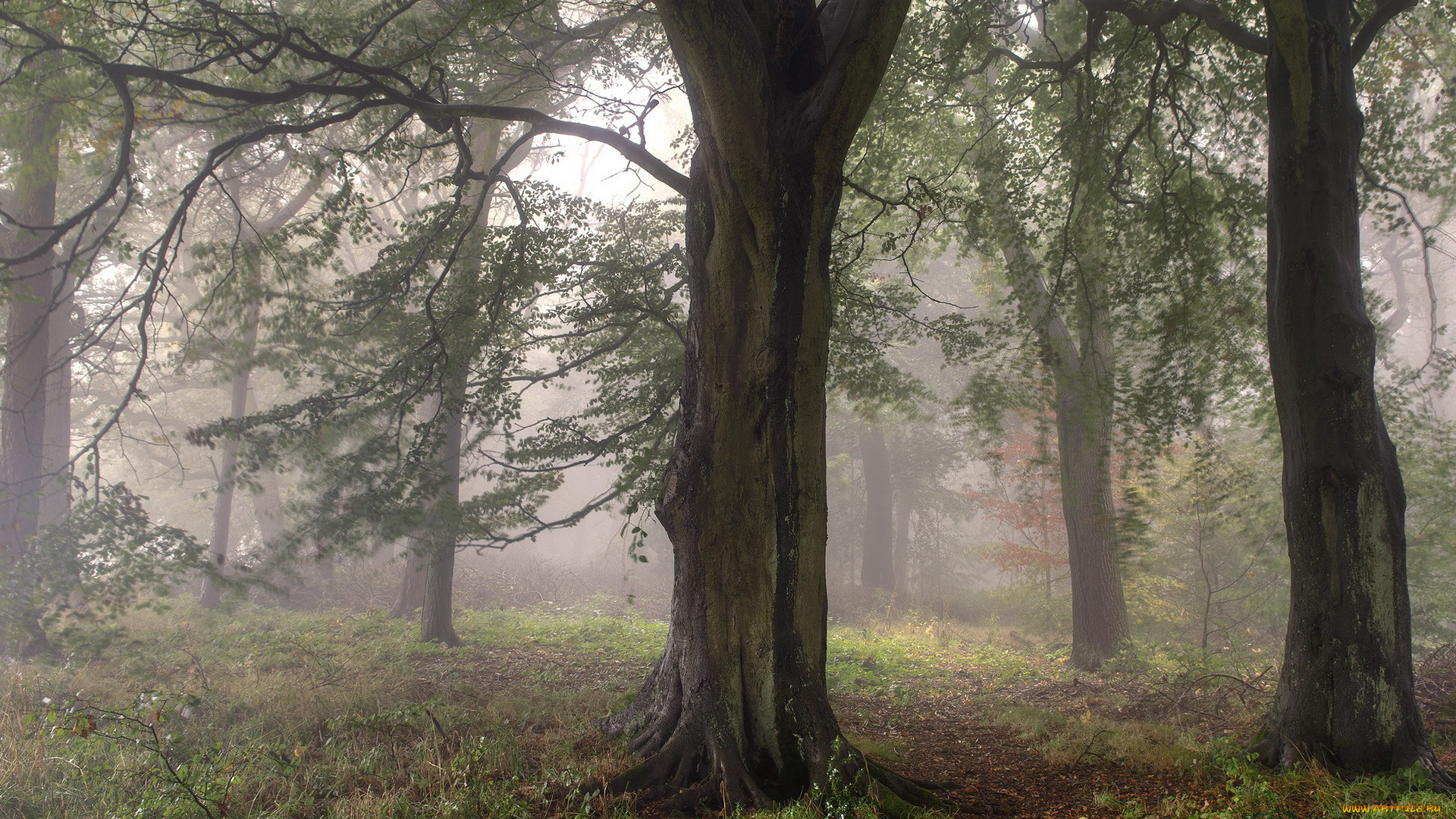 природа, лес, туман, деревья