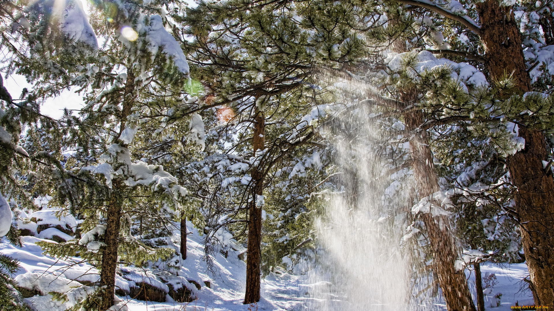 природа, зима, снег, сосны, лес