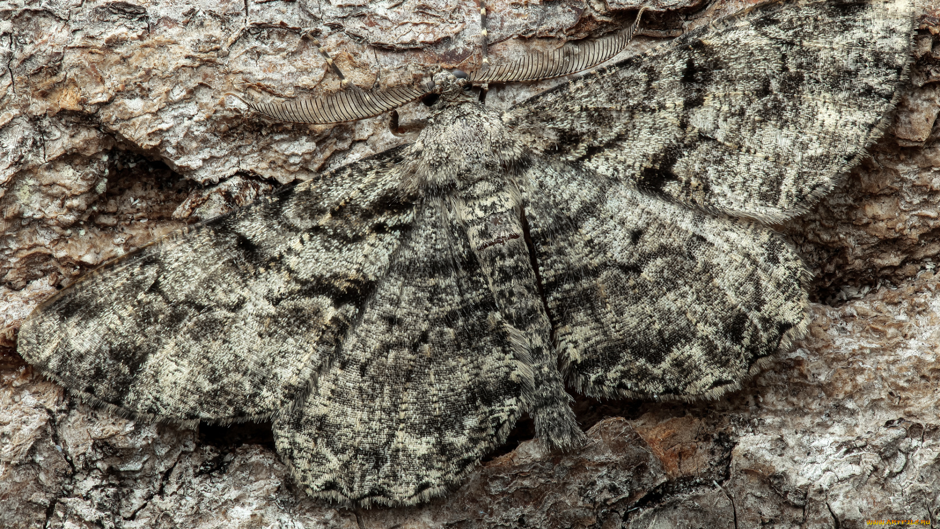 животные, бабочки, , мотыльки, , моли, бабочка, насекомое, утро, фон, макро