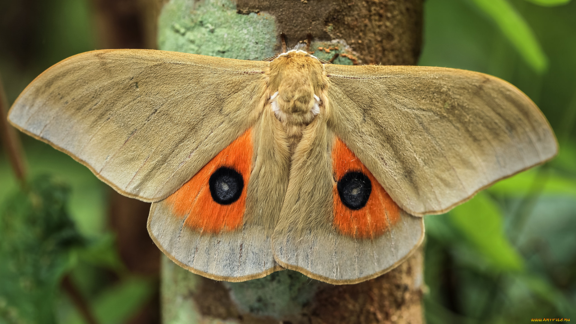 животные, бабочки, , мотыльки, , моли, насекомое, макро, мотылёк