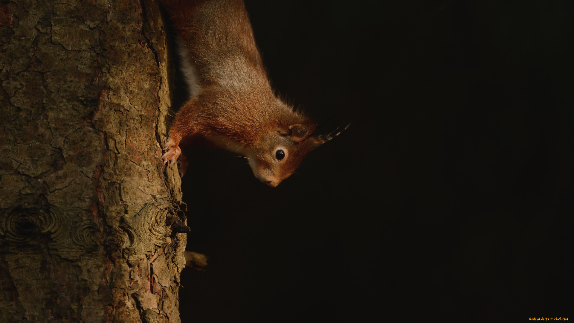 животные, белки, хвостик, милашка, белка, ушка, лапки