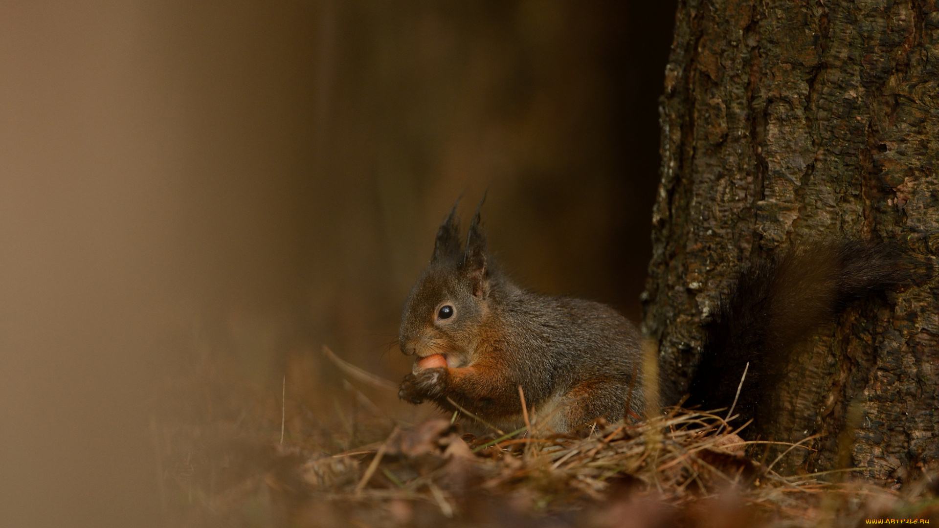 животные, белки, хвостик, милашка, ушка, лапки, белка