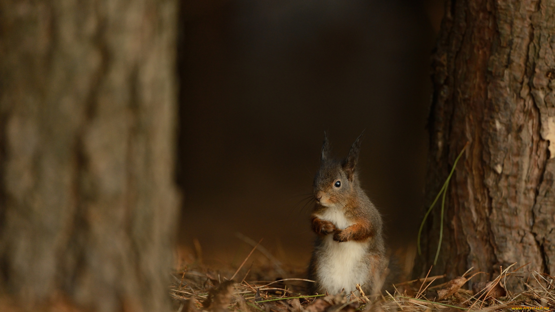 животные, белки, милашка, хвостик, лапки, ушка, белка