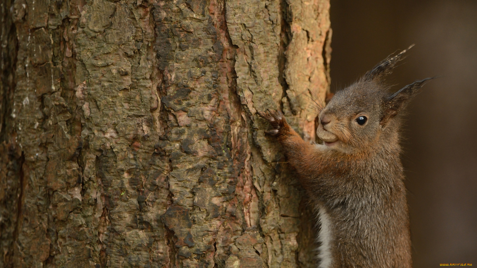 животные, белки, милашка, хвостик, лапки, ушка, белка