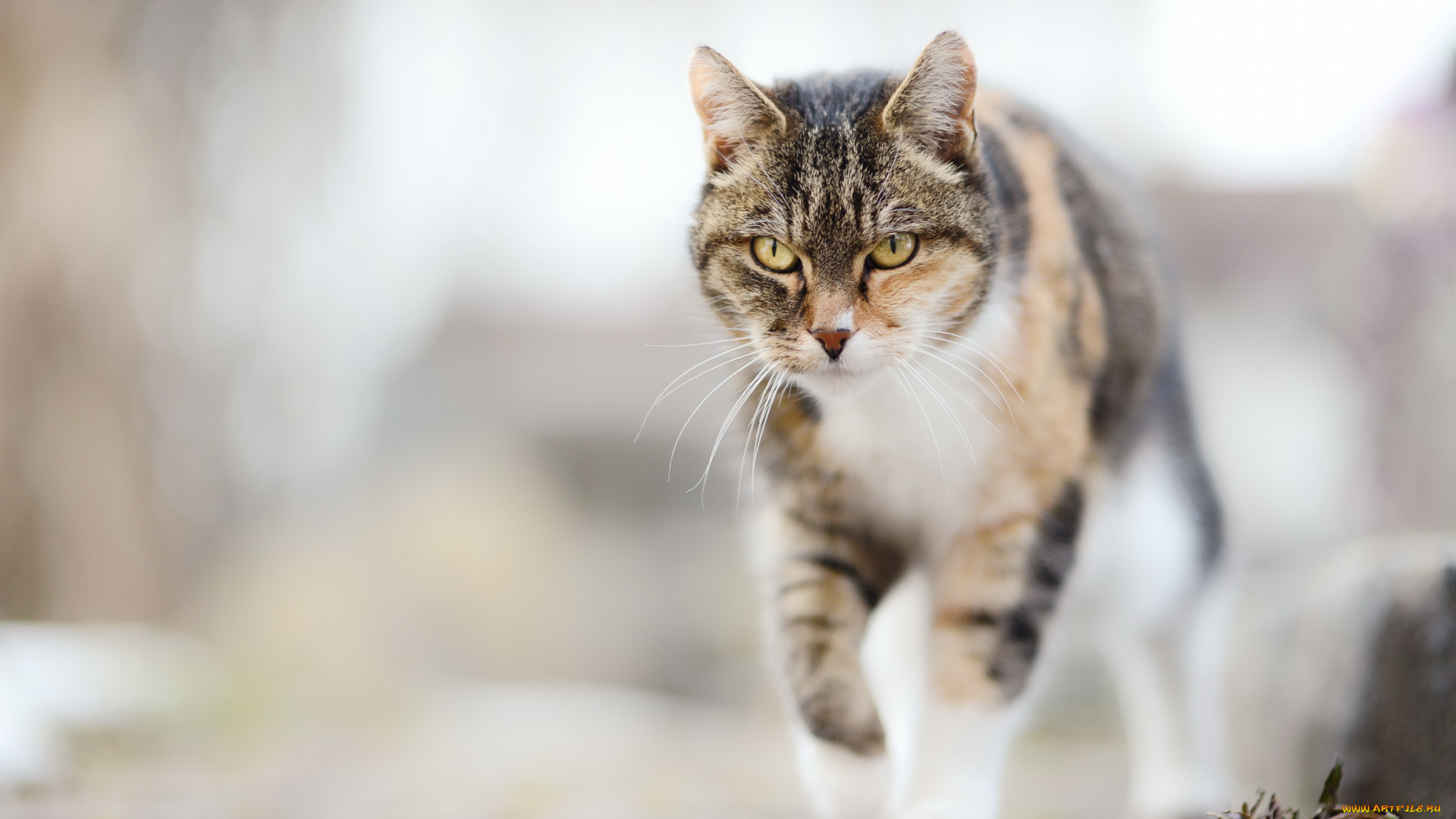 животные, коты, фон, взгляд, кошка