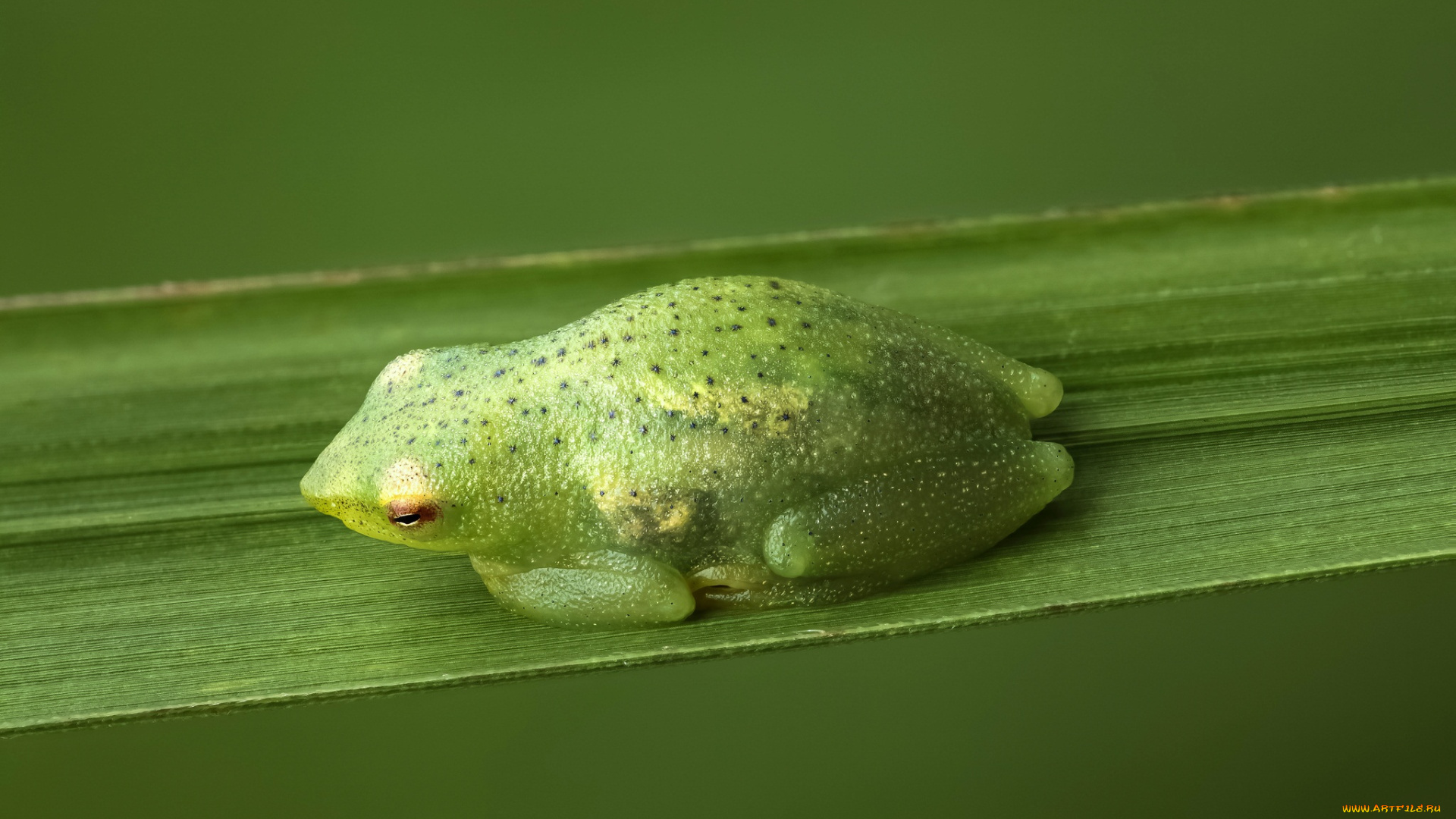 животные, лягушки, зелёная, лягушка, фон, травинка, макро
