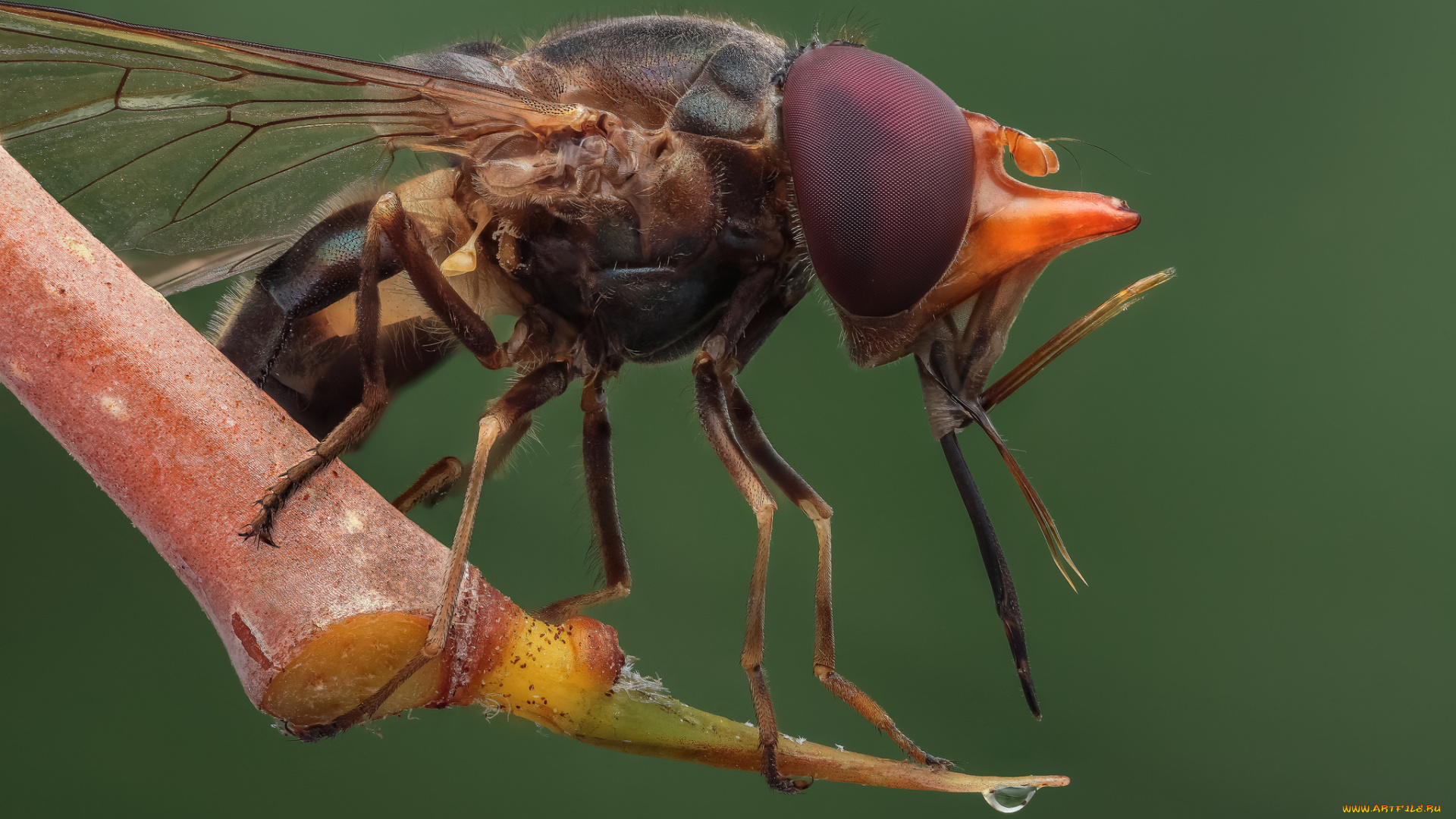 животные, насекомые, фон, муха, насекомое, макро